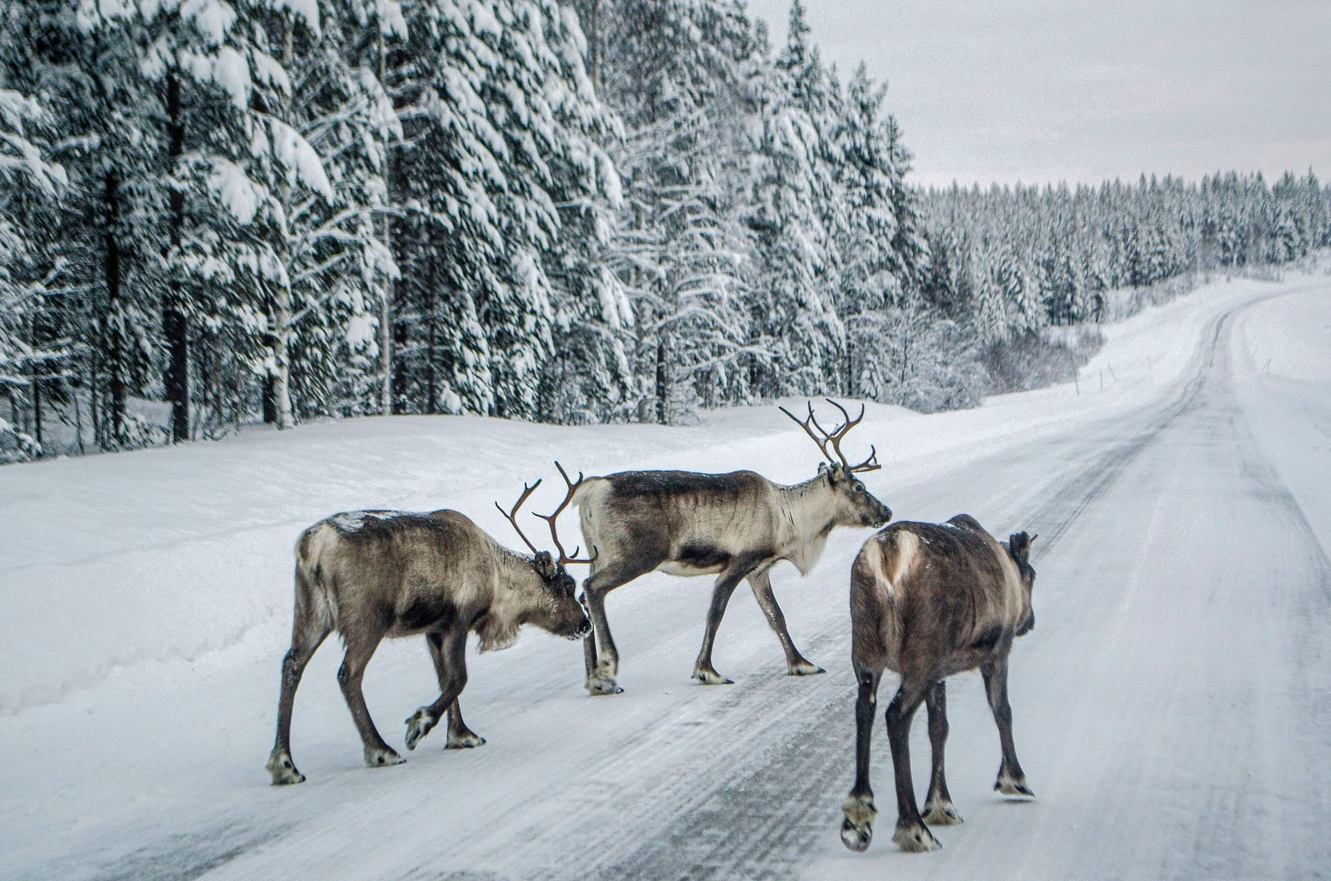 Three reindeer crossing a snow-covered road with snow-laden trees in the background in Canada.
