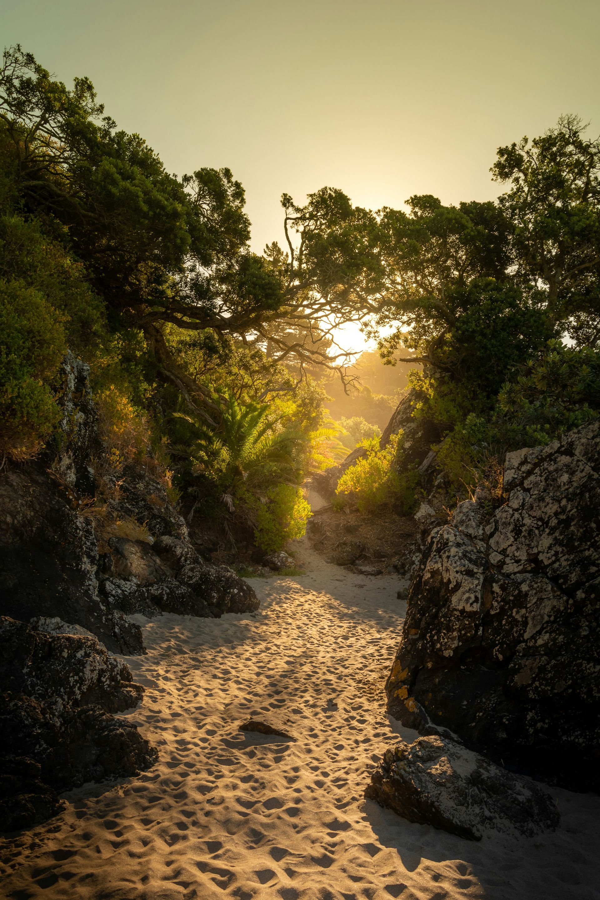 The sun is shining through the trees on a sandy path on Waiheke Island, New Zealand.