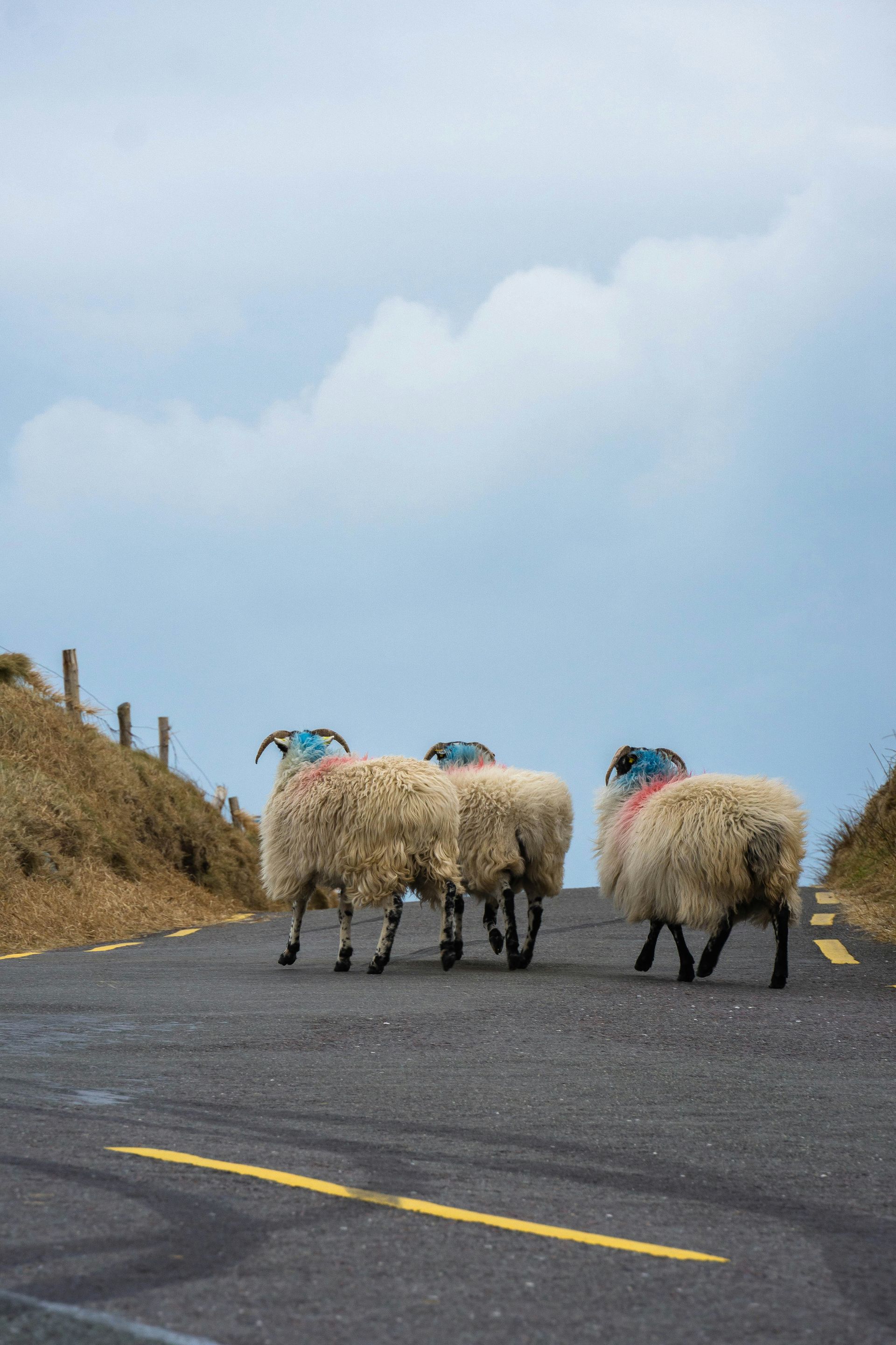 Sheep herd crossing a rural road; cloudy sky on the Ring of Kerry, Ireland.