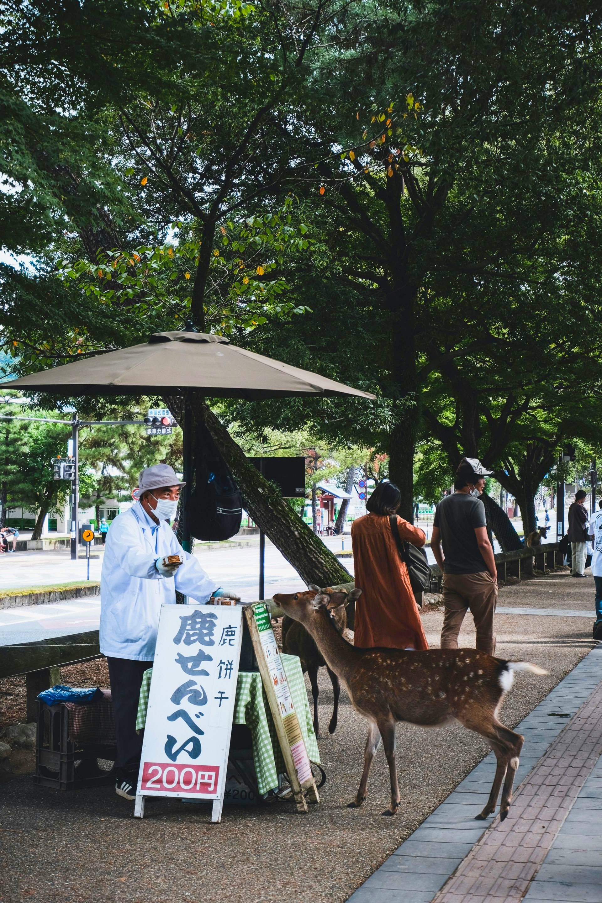 Deer eating from a food stand with a person in a white coat. Others walking on a sidewalk in Nara, Japan.