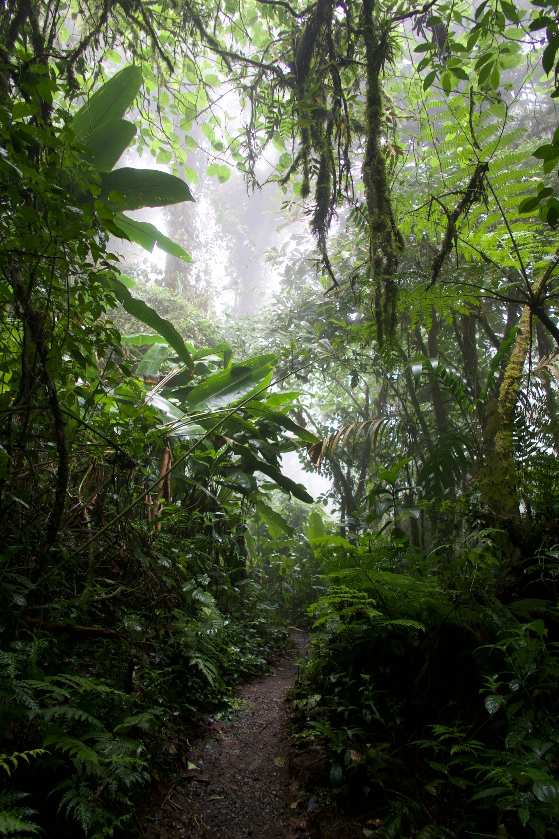 A lush, green rainforest with mist hanging in the air in the Monteverde Cloud Forest, Costa Rica.
