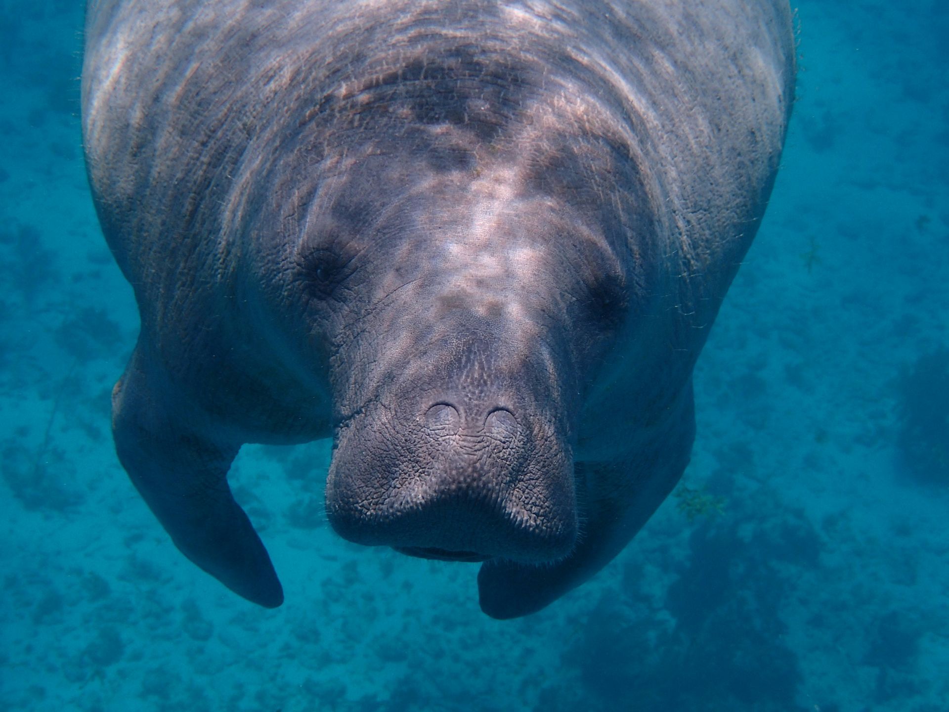 A close-up of a gray manatee swimming in clear, blue water, facing the camera in Caye Caulker, Belize.