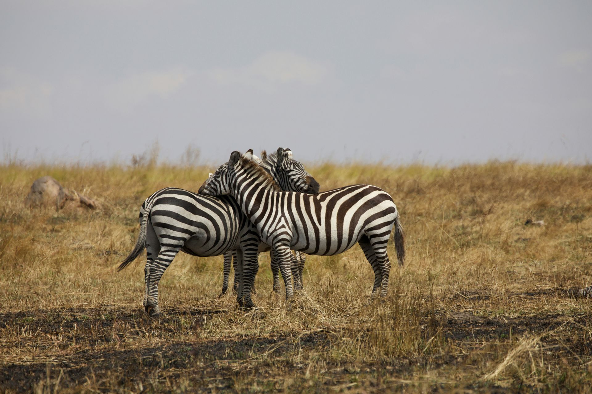 Two zebras are standing next to each other in a field in Serengeti, Tanzania.