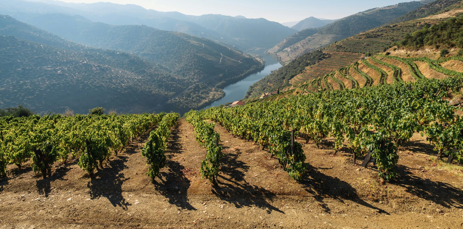 Vineyard on terraced hills overlooking the winding Douro River in the Douro Valley, Portugal.