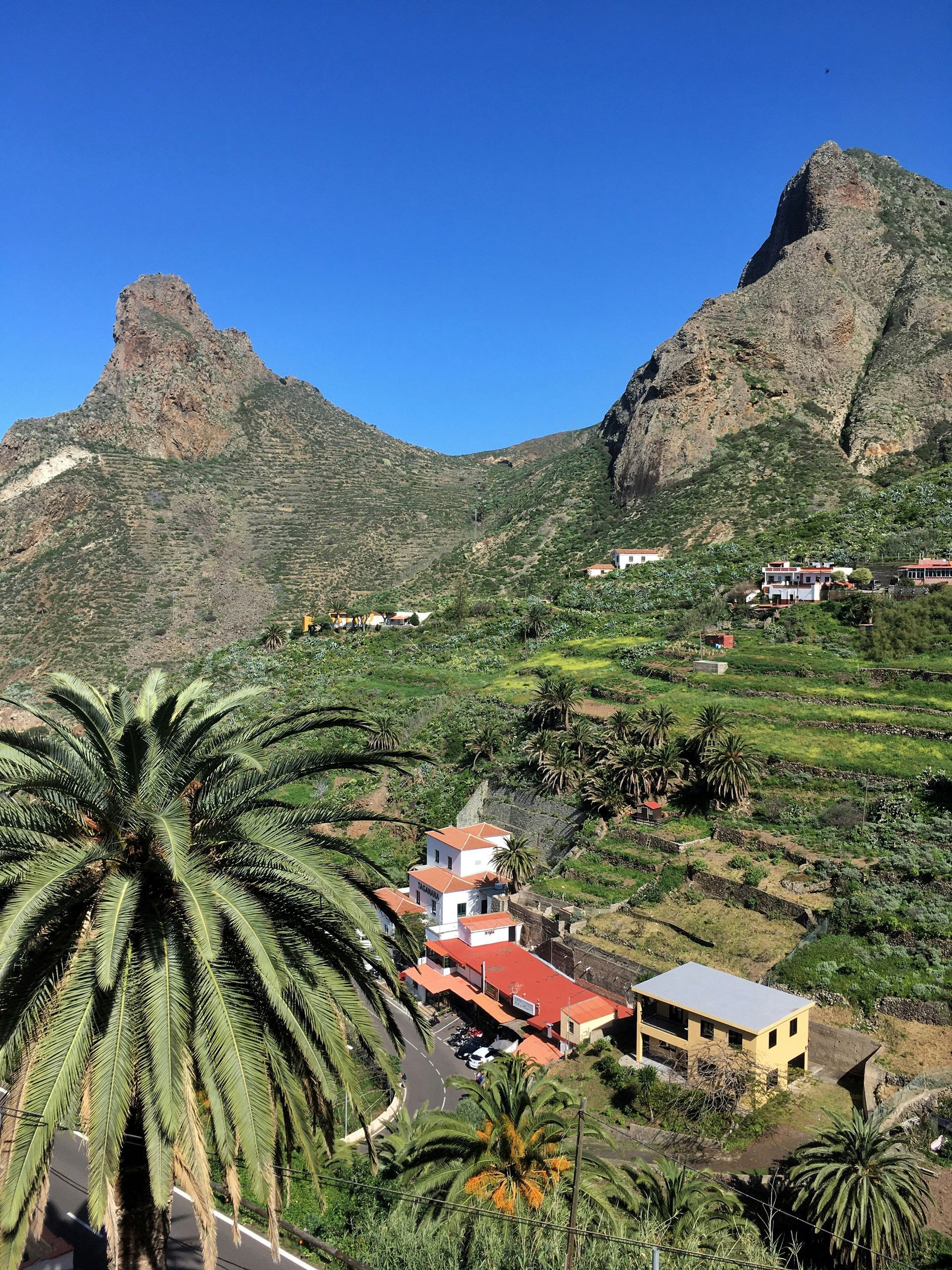 Palm trees in foreground, overlooking village nestled in a green valley with rocky mountains on the Canary Islands, Spain.