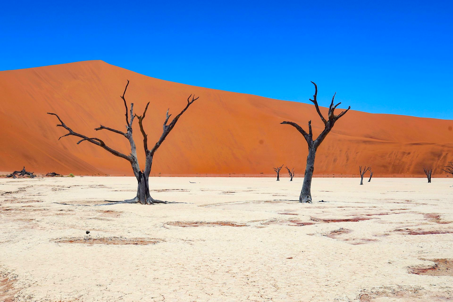 Dead trees in a white clay pan with a large orange sand dune and blue sky in Namibia.