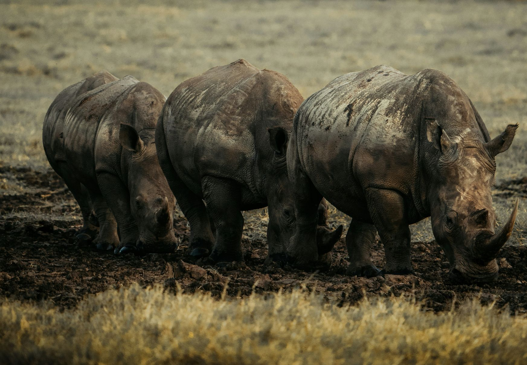 Three mud-covered rhinos grazing in a grassy field in Lake Nakuru National Park, Kenya.