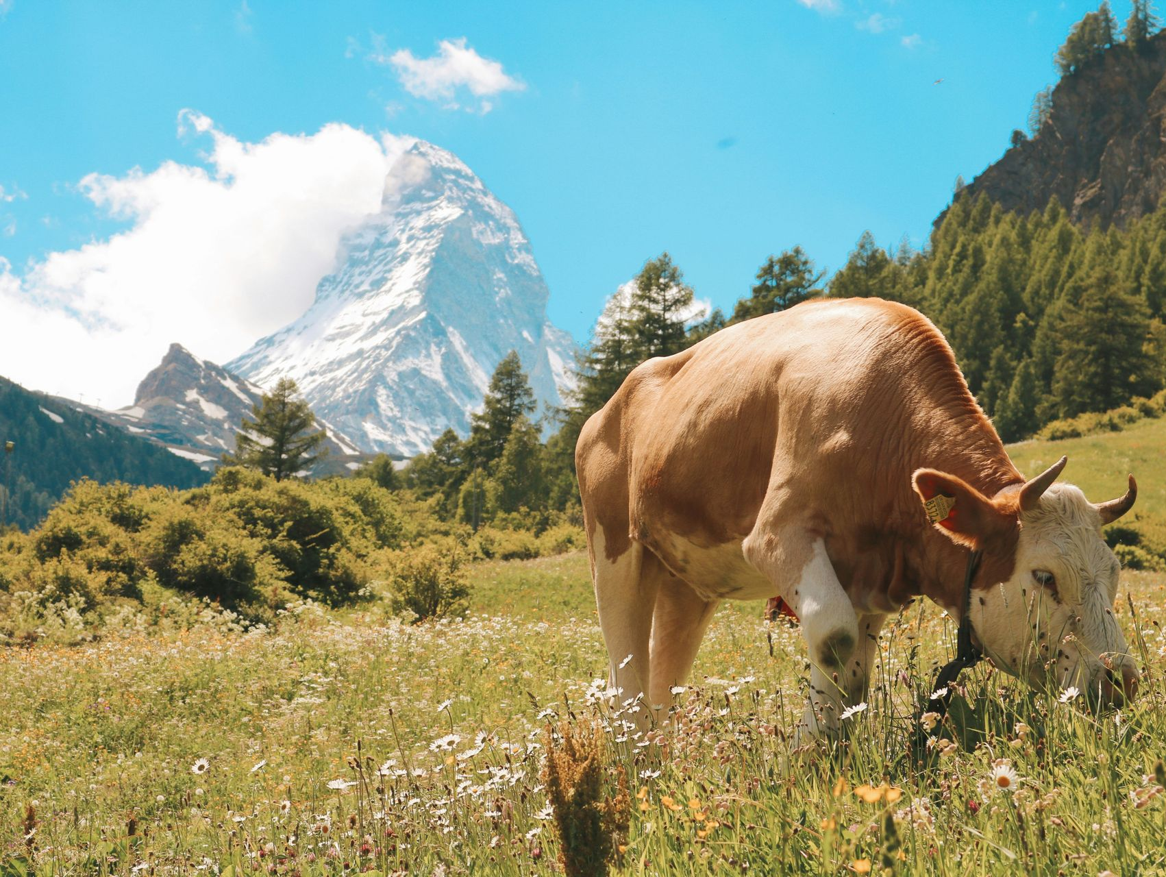 Cow grazing in a green meadow with the snow-capped Matterhorn mountain in the background in Zermatt, Switzerland.