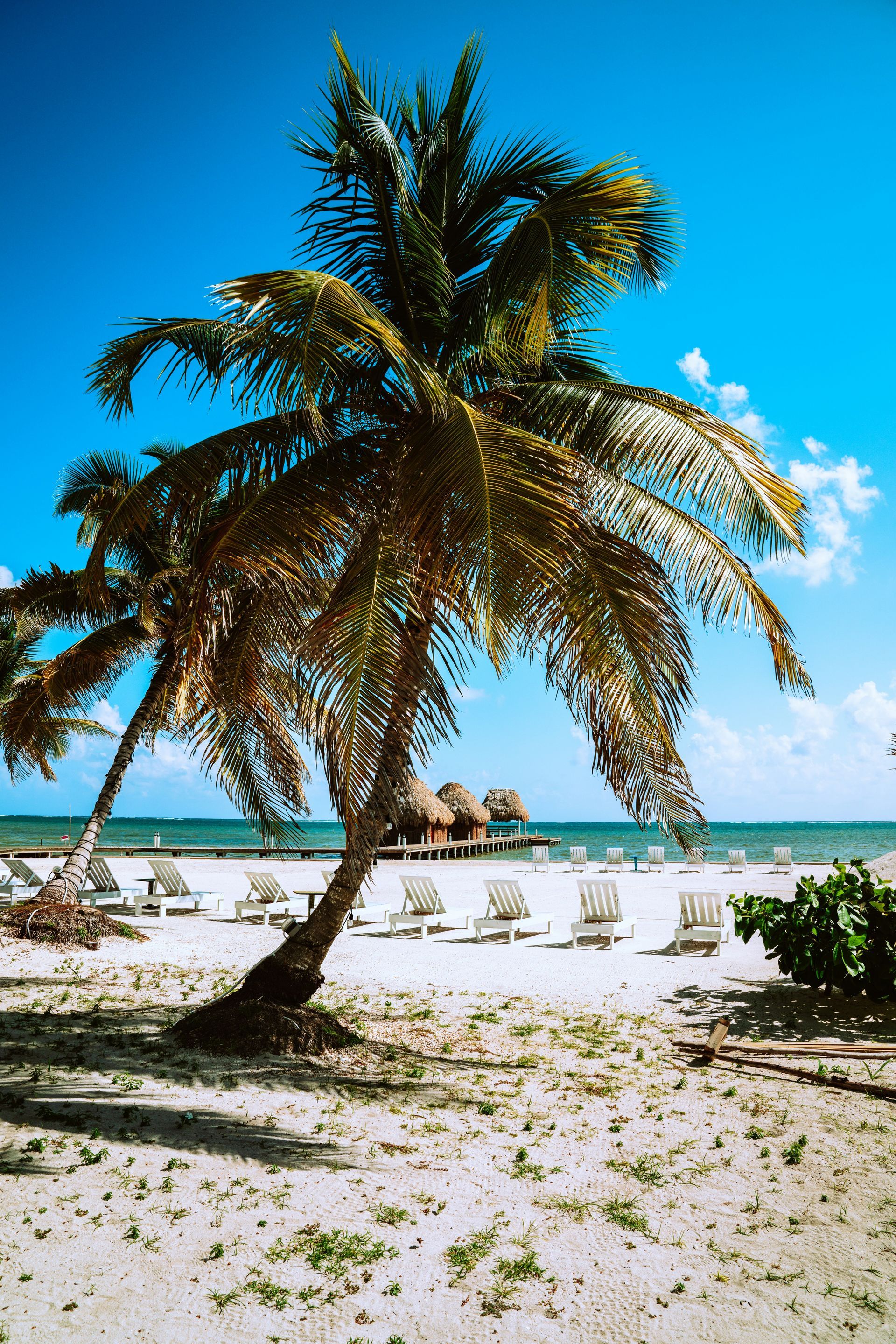 Palm tree on a sandy beach with lounge chairs, blue sky, and ocean in the background in Ambergris Caye, Belize.