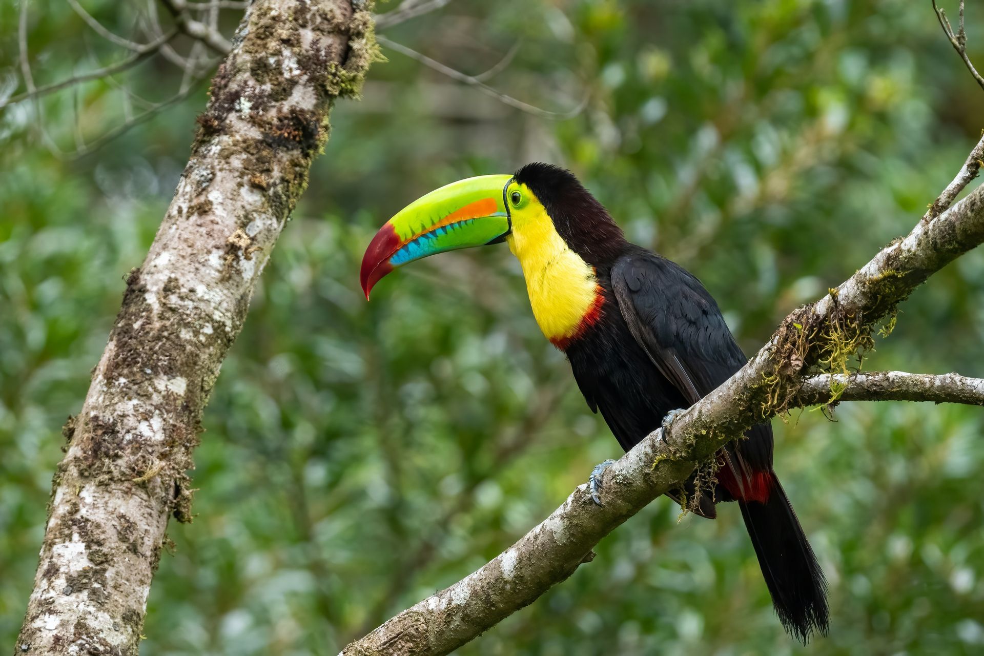 A keel-billed toucan on a branch, with a vibrant green, red, and blue bill in the Monteverde Cloud Forest, Costa Rica.