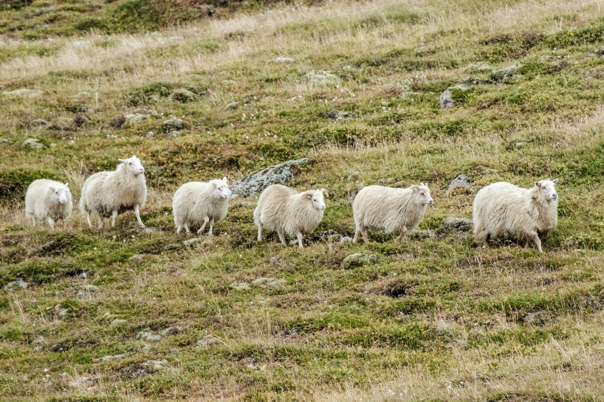Seven sheep grazing on a grassy hillside in Iceland.