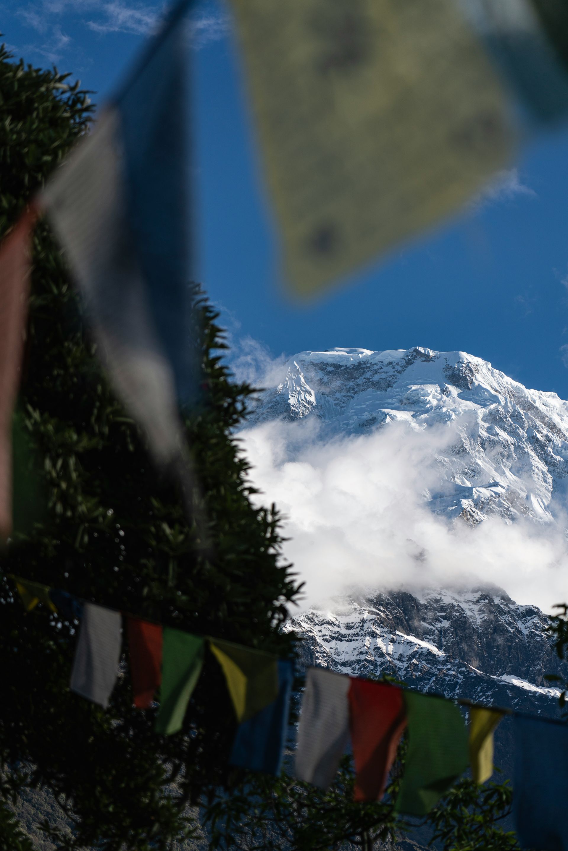Snow-capped mountain peak behind prayer flags and tree in Annapurna, Nepal.