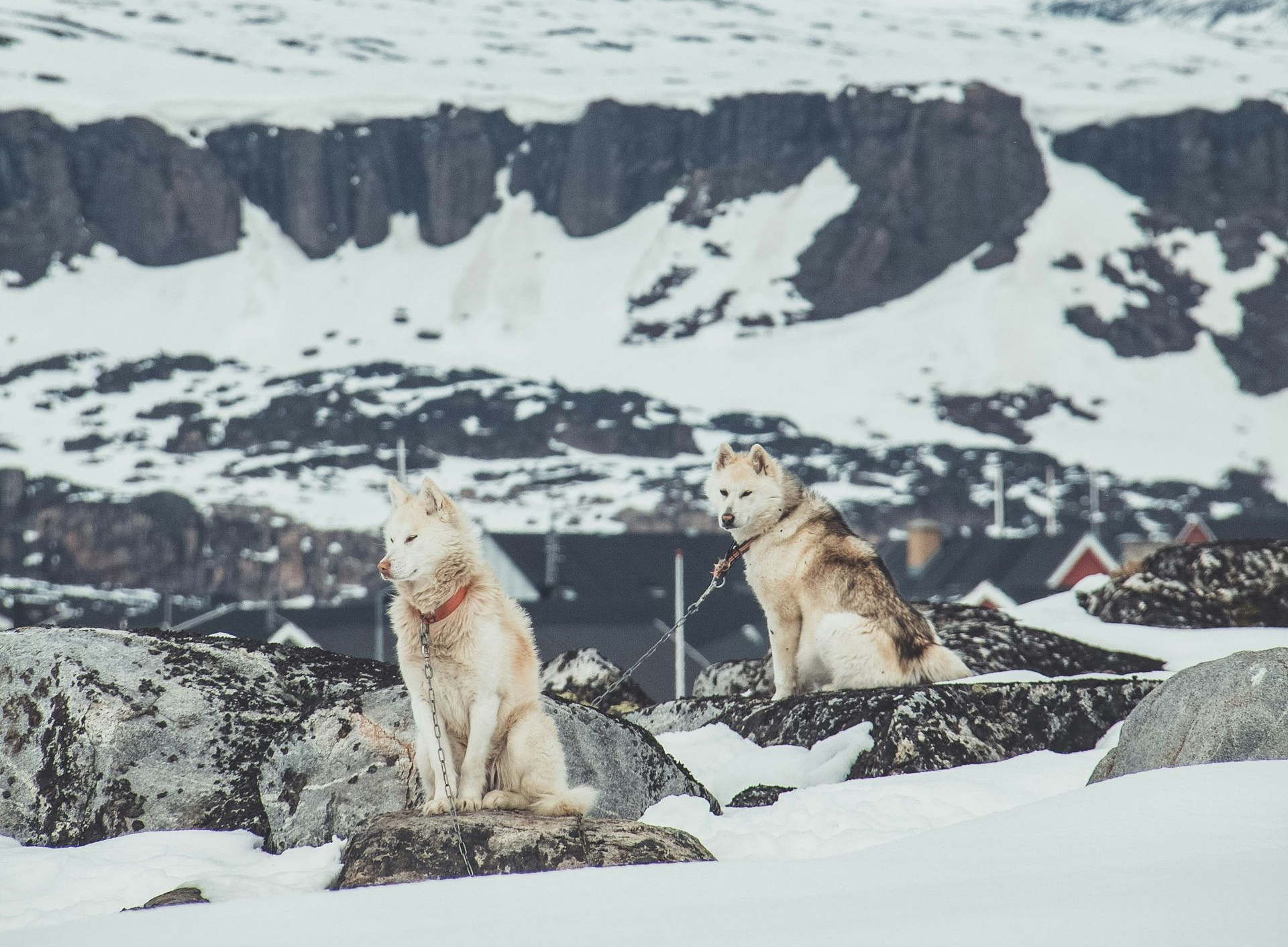 Two husky dogs sit on rocks in a snowy landscape with mountains in the background in Disko Bay, Greenland.