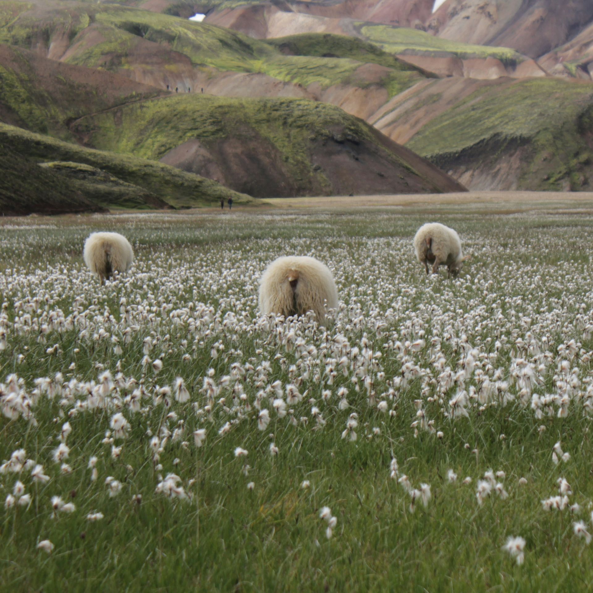 Three sheep grazing in a field of white wildflowers, with green hills in the background in Landmannalaugar, Iceland.