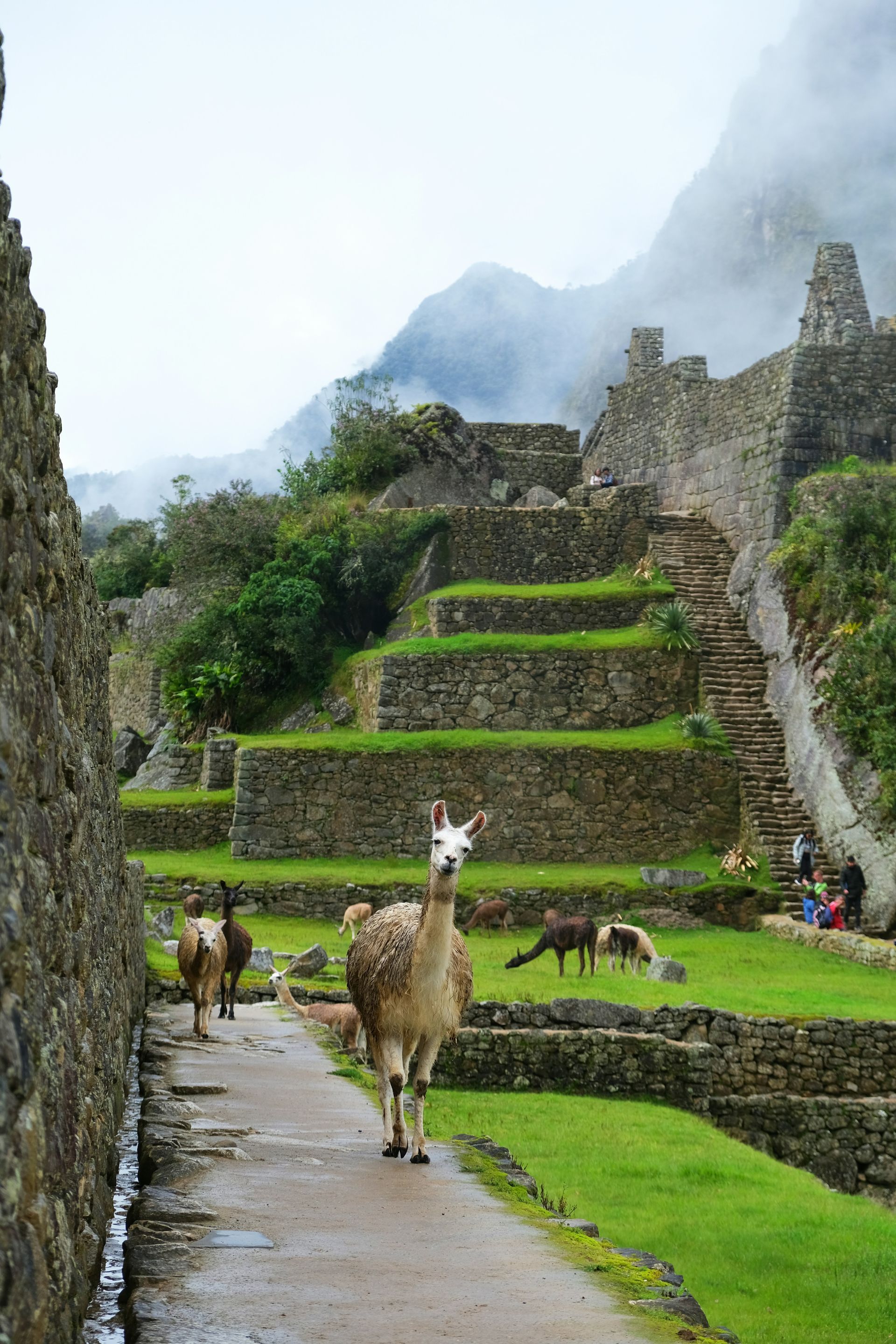 A llama is walking down a path next to a stone wall in Machu Picchu, Peru.