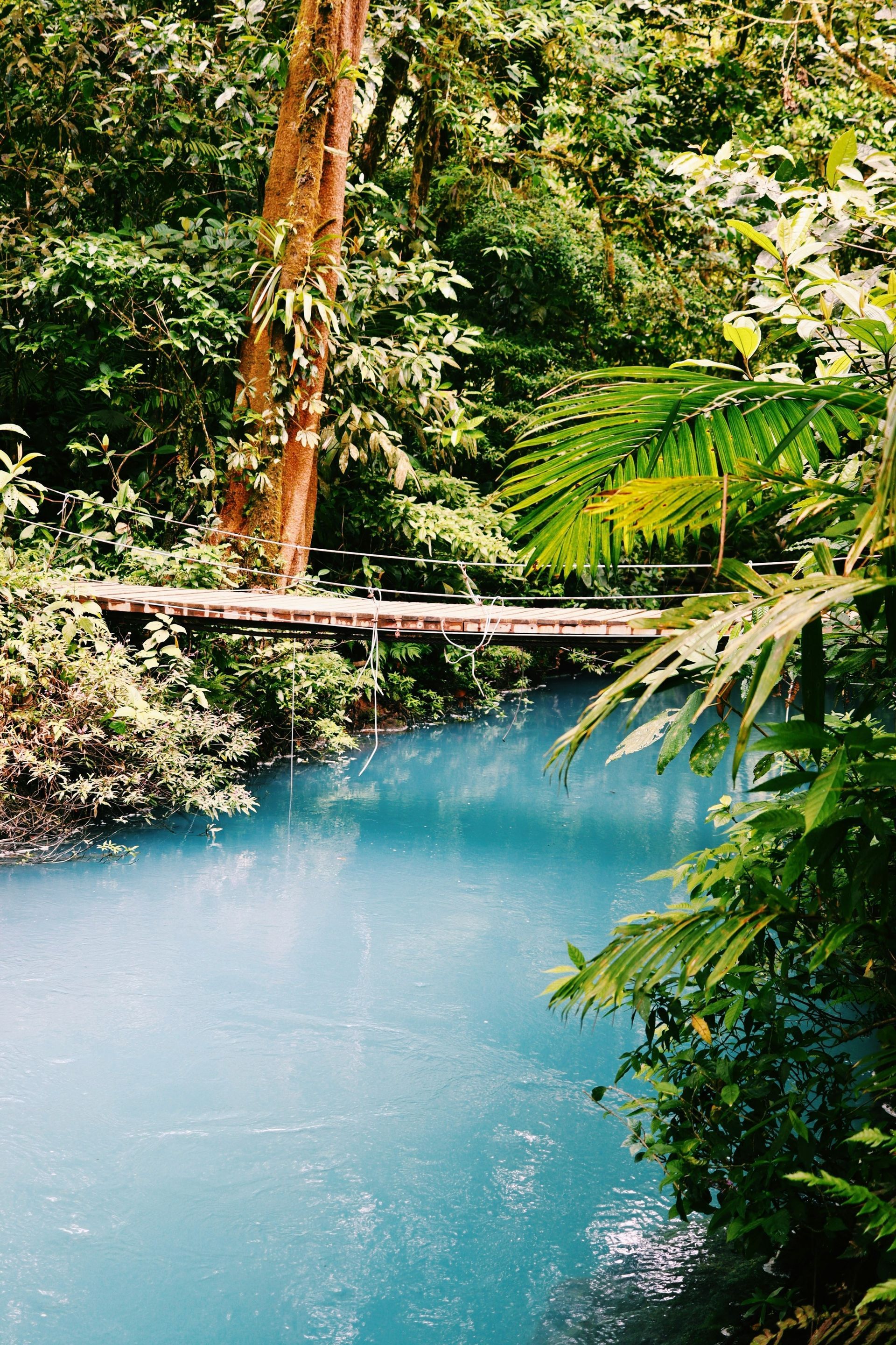Turquoise river in lush jungle with a wooden bridge. Ferns frame the foreground in Tenorio Volcano National Park, Costa Rica.
