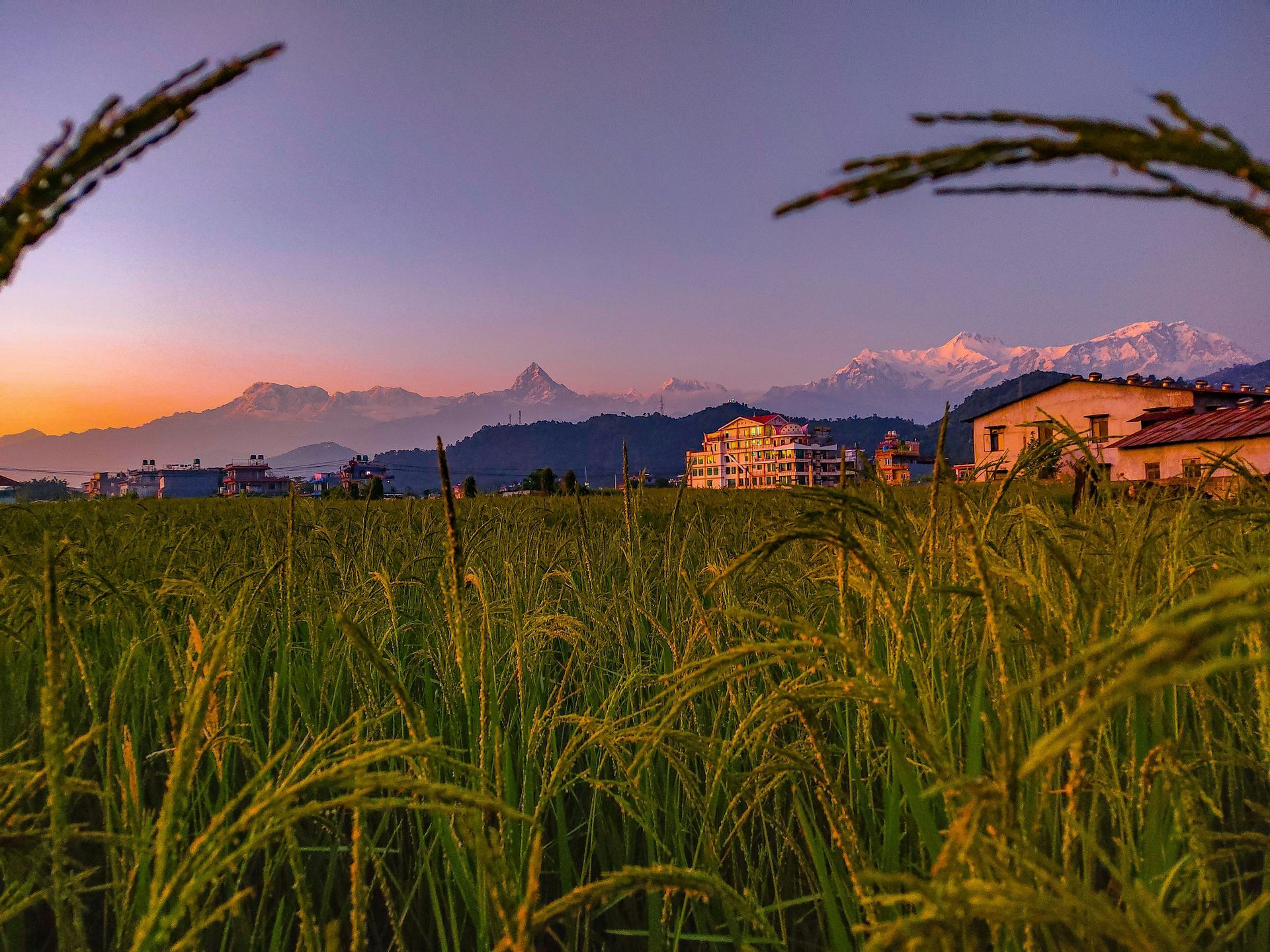 Golden rice field with mountains and buildings under a sunset sky in Pokhara, Nepal.