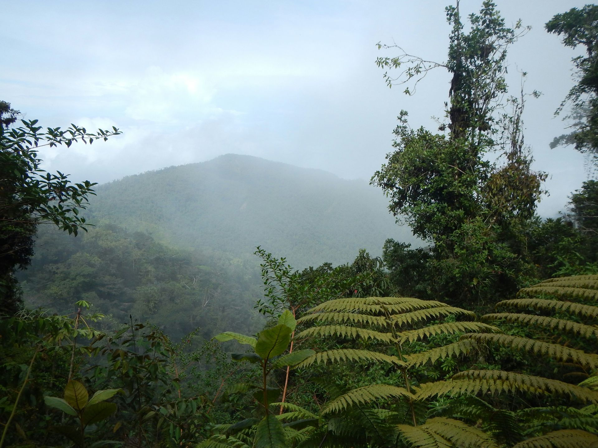 Lush green foliage in the foreground and mist-covered peak in the distance in the Monteverde Cloud Forest, Costa Rica.