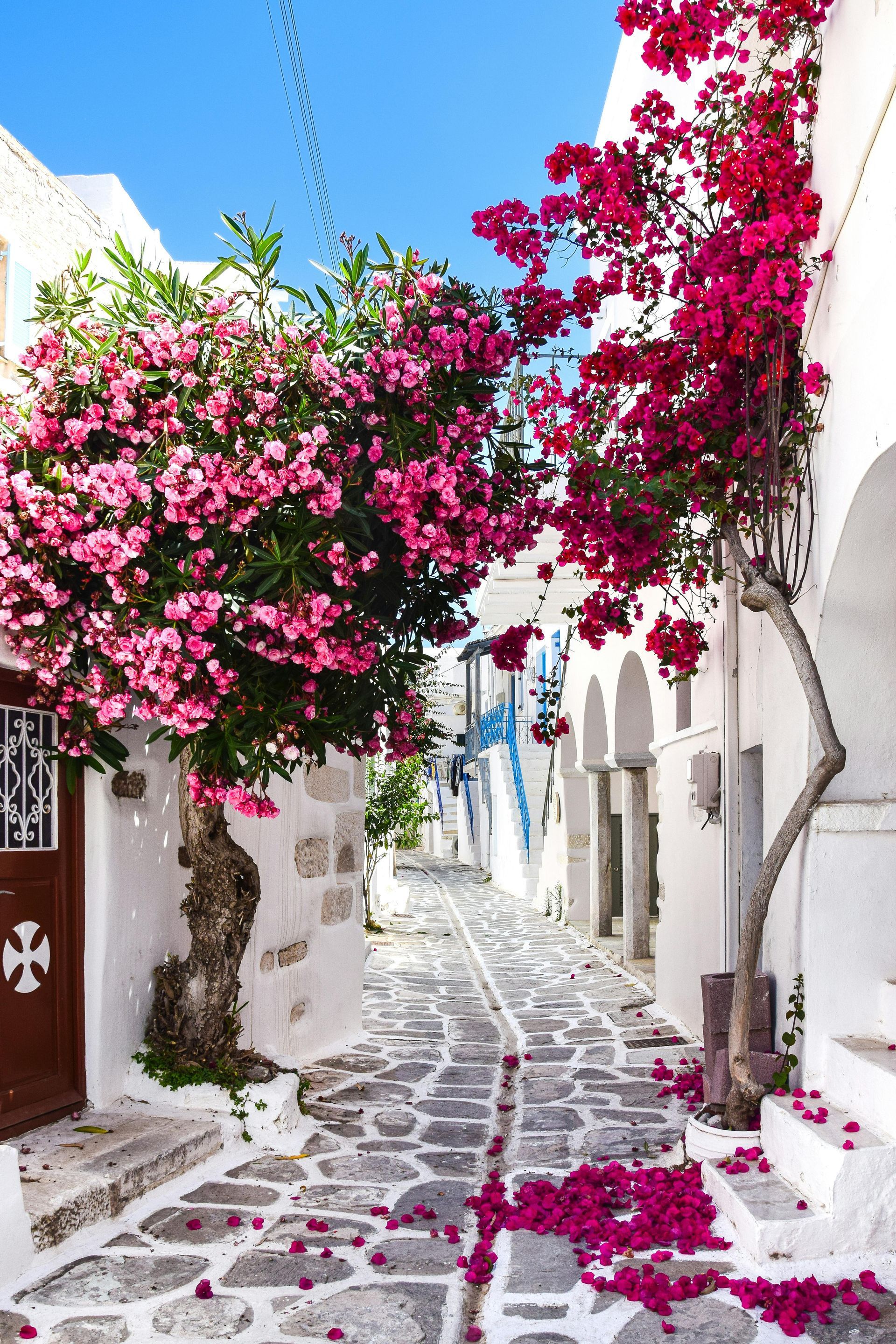 A narrow street lined with white buildings and pink flowers in Paros, Greece.
