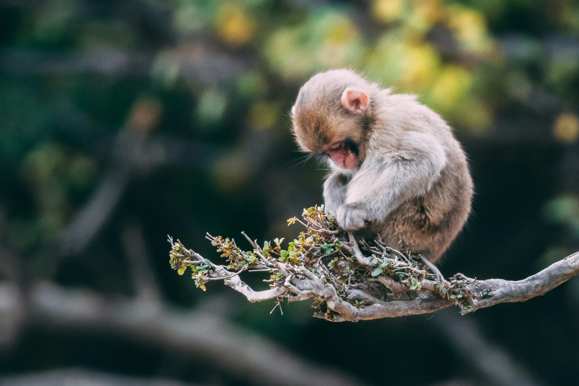A baby monkey is sitting on a tree branch at Akumal Monkey Sanctuary in Cancun.