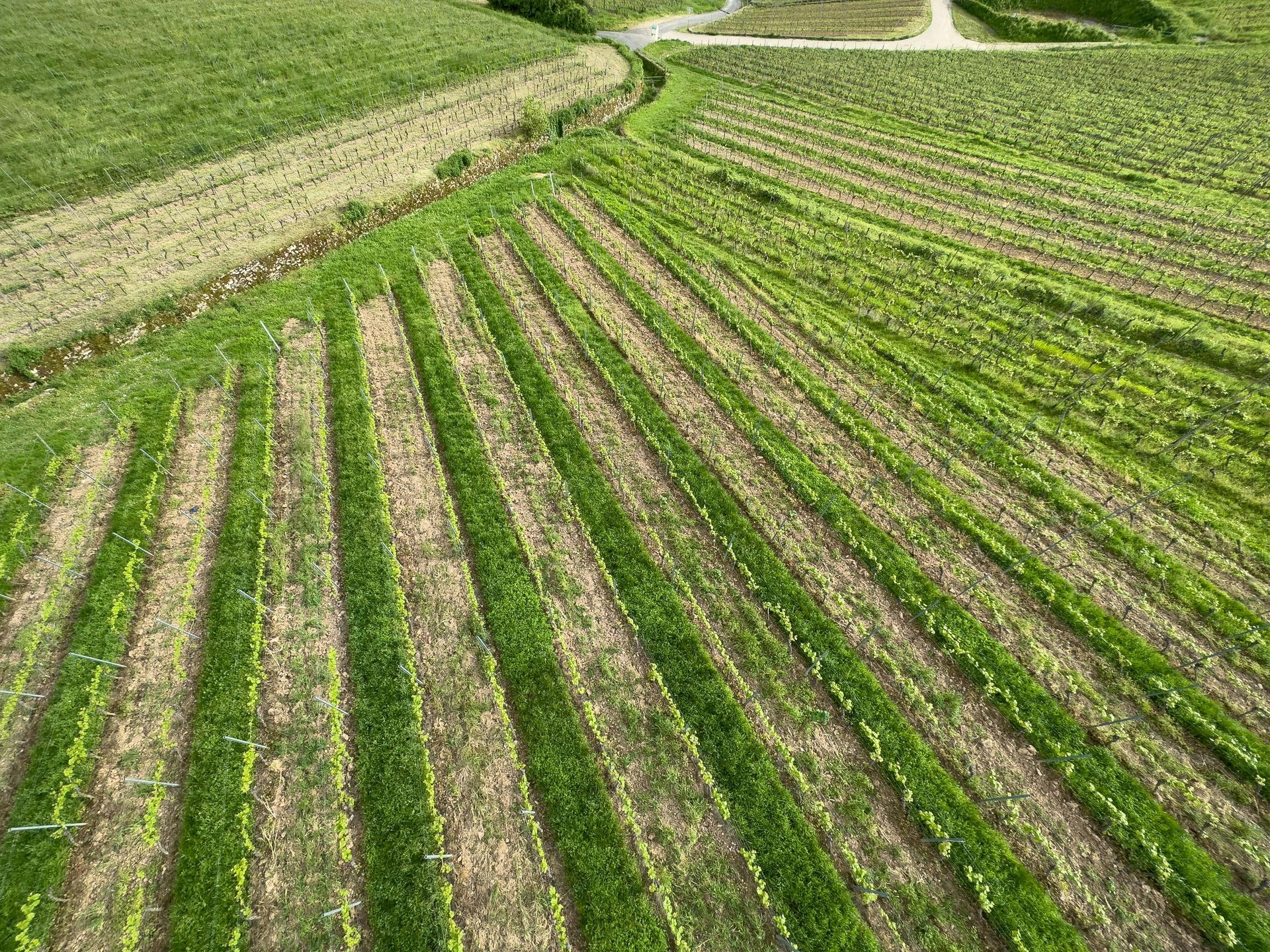 An aerial view of a lush green field with rows of plants and a road in Rudesheim, Germany.