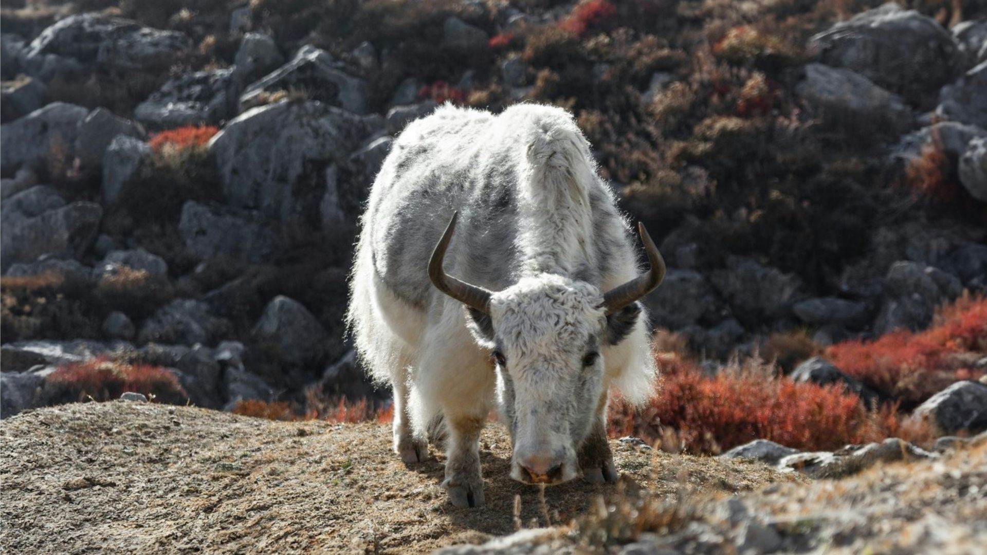 White yak grazing on a rocky, brown and reddish hillside in Langtang, Nepal.