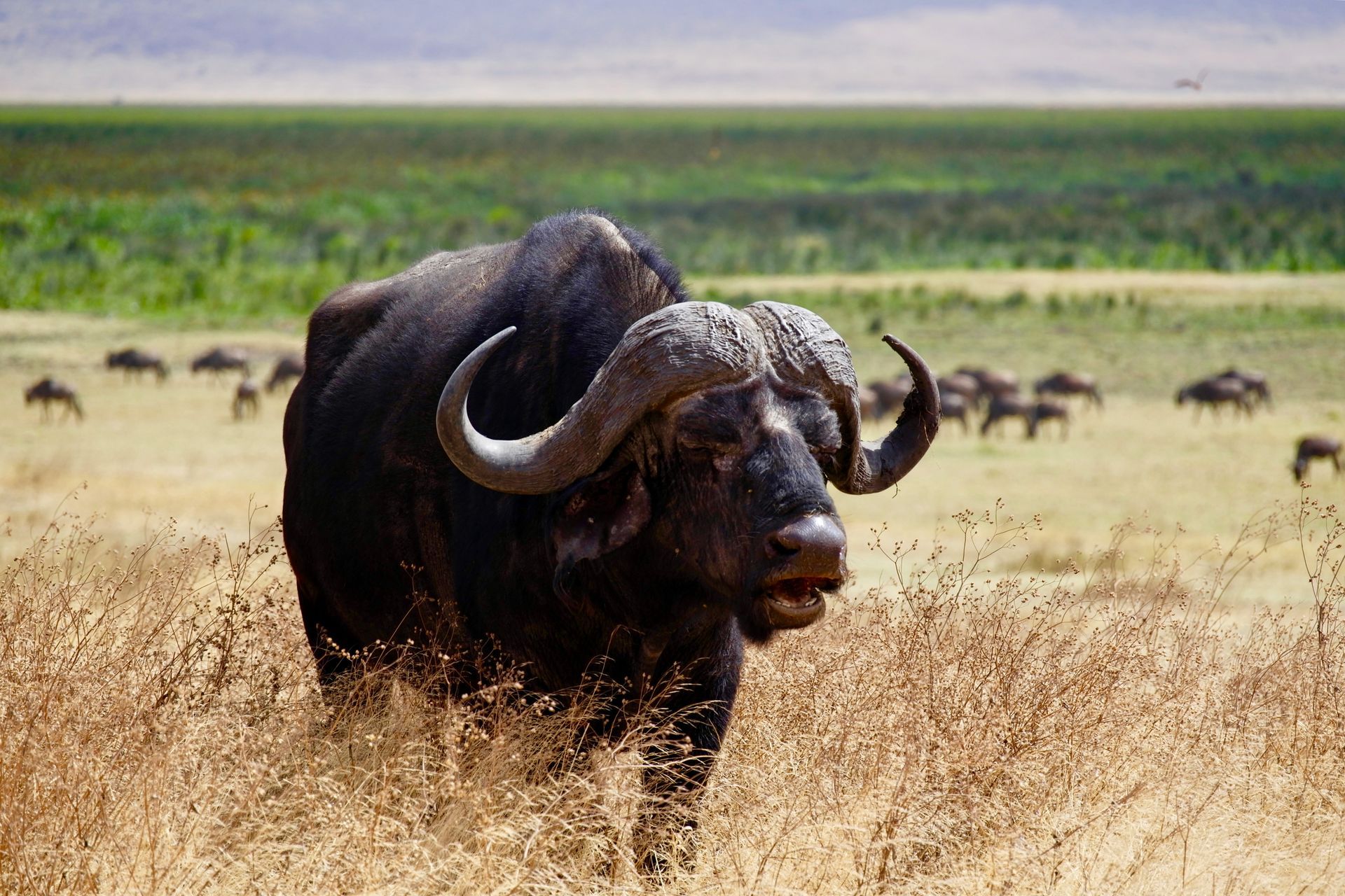 A buffalo is walking through a field of tall grass in Ngorongoro, Tanzania.