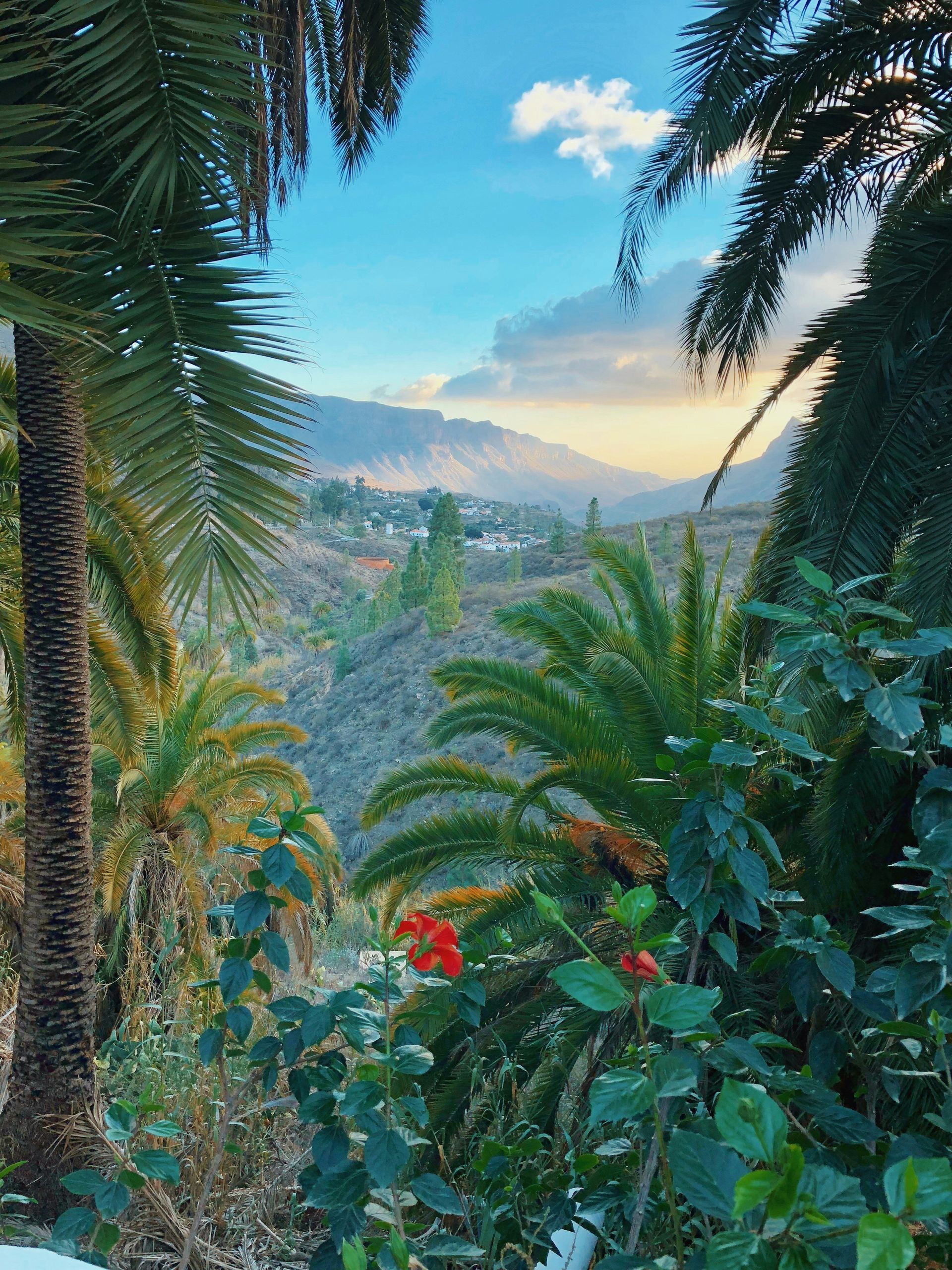Palm trees frame a valley view with distant mountains under a blue and golden sky on the Canary Islands, Spain.