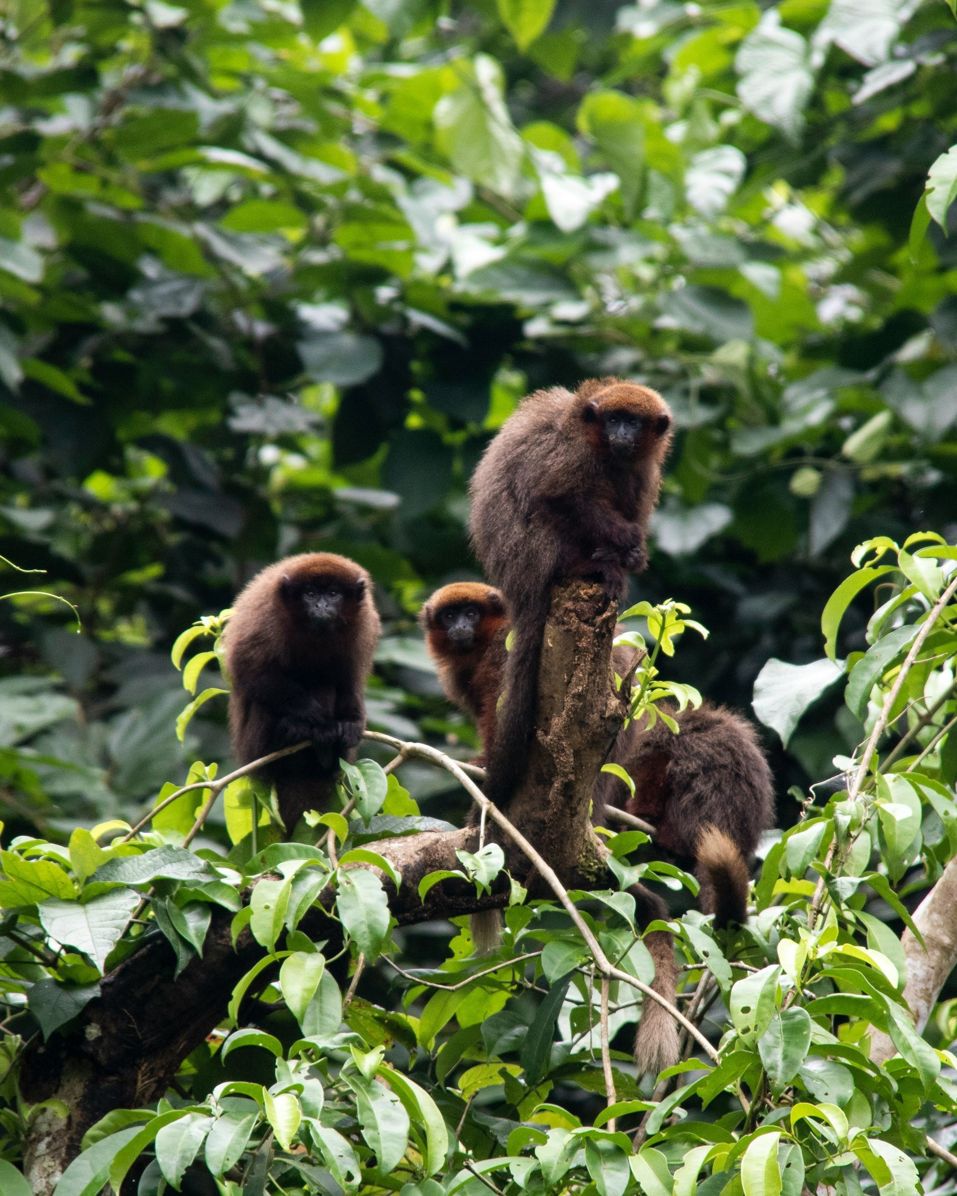 A group of monkeys are sitting on a tree branch in the Amazon Rainforest of Peru.