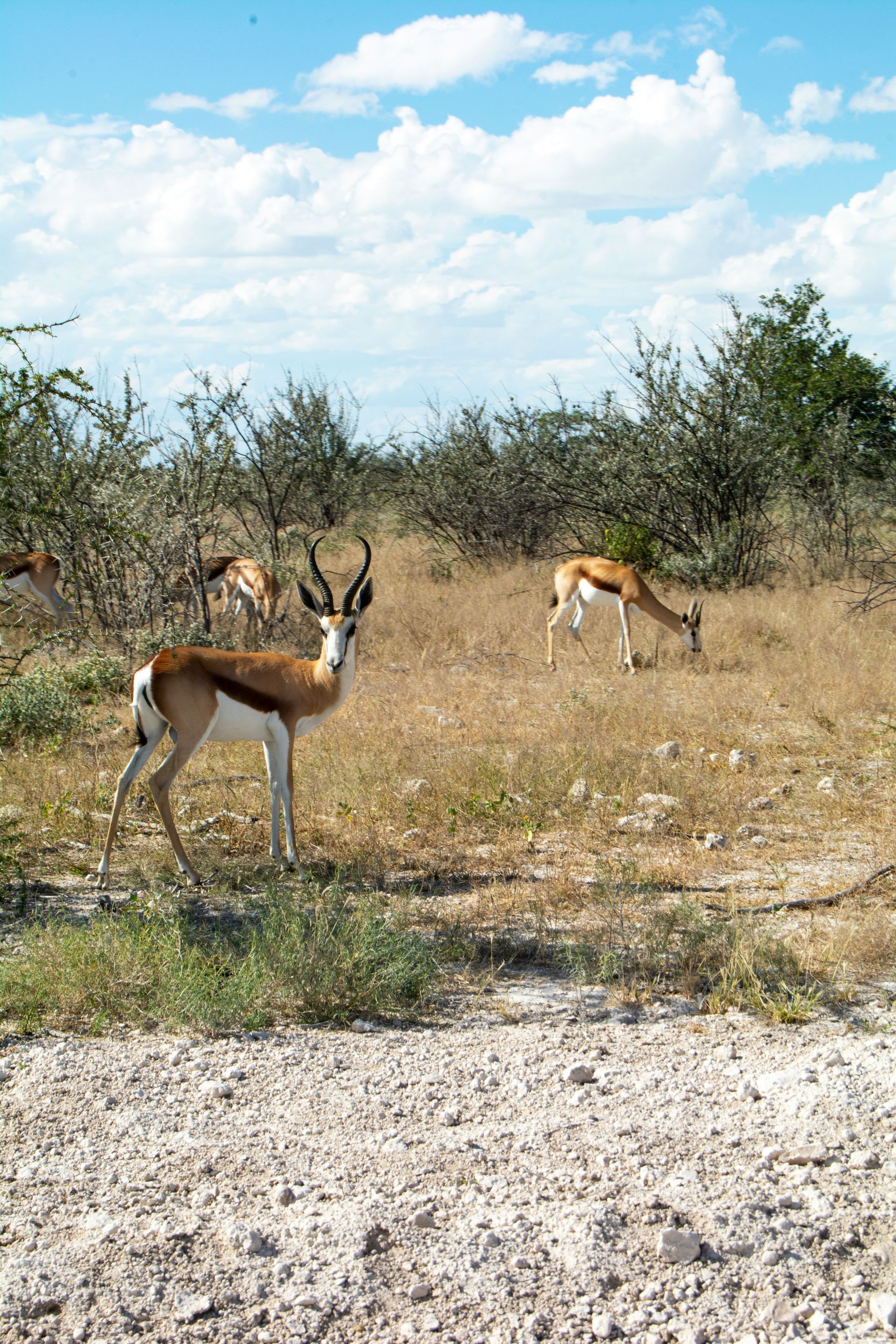Springbok antelope grazing in a grassy savanna in Etosha National Park, Namibia.