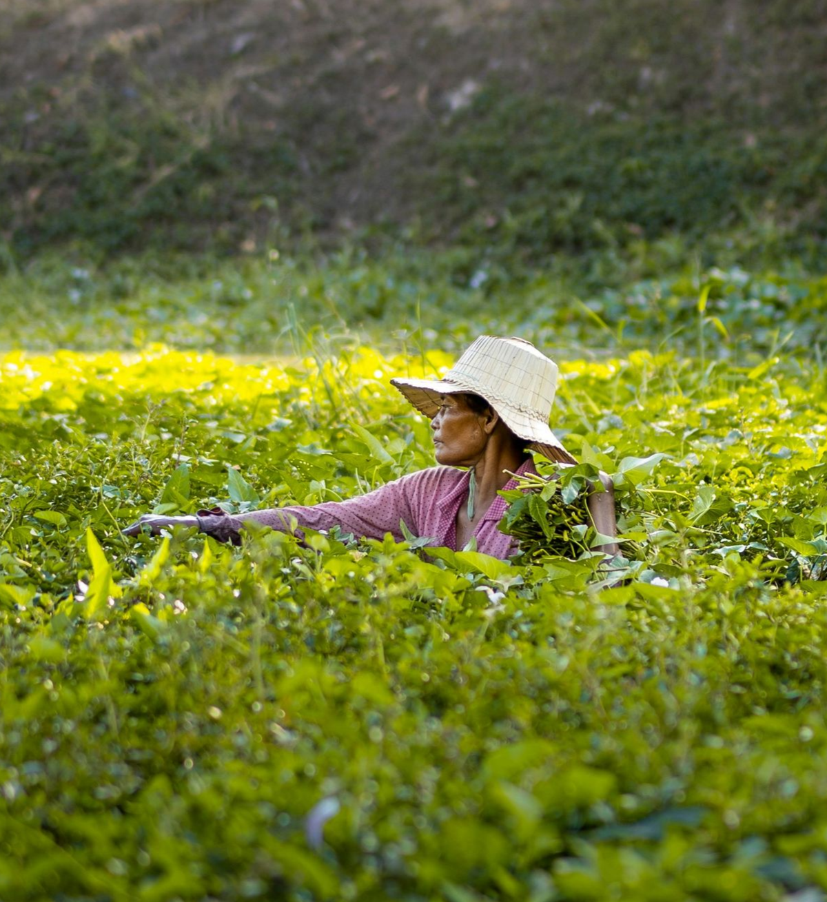 Person with straw hat amid tall green plants, with a roadway in Cambodia.