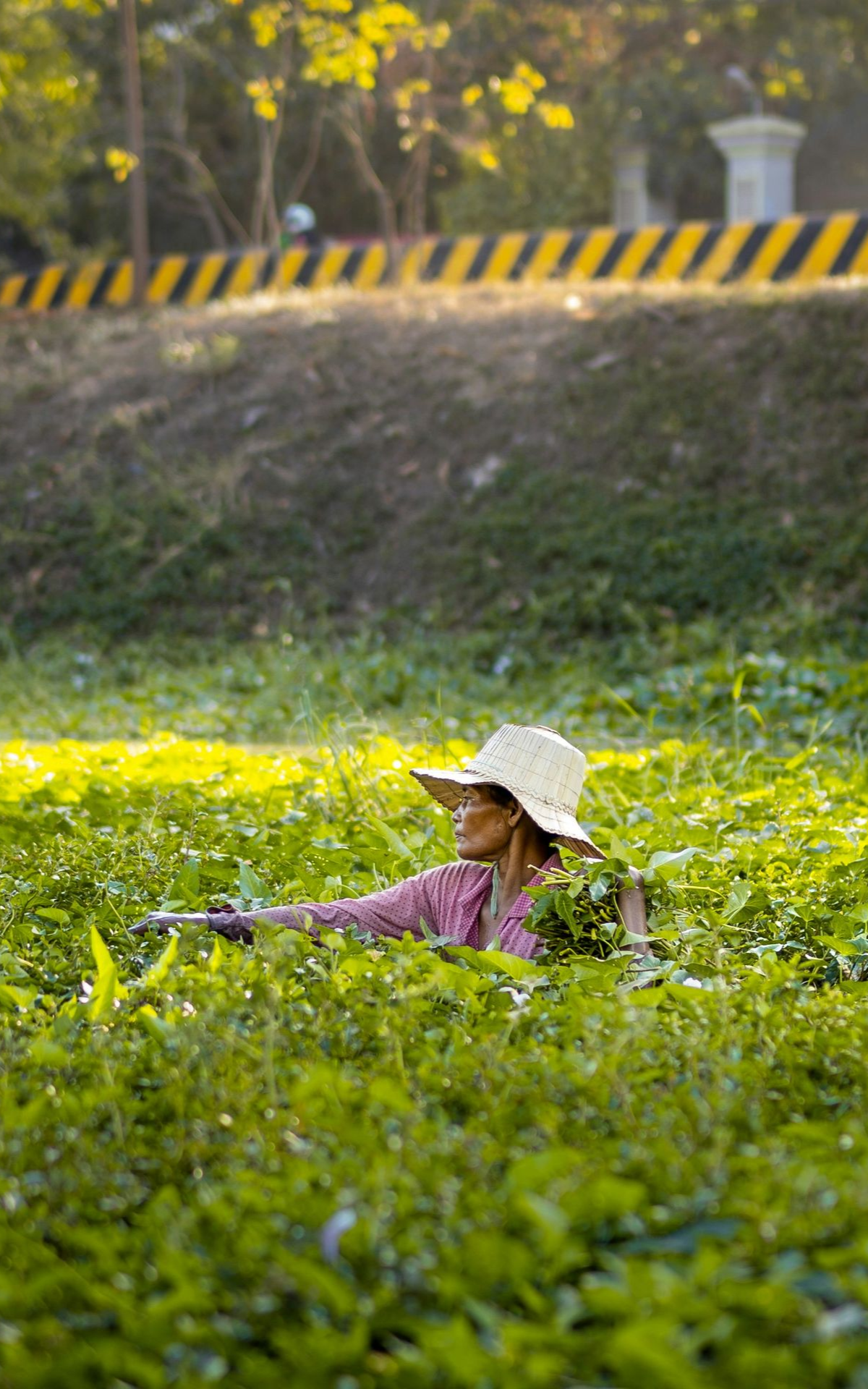 Person with straw hat amid tall green plants, with a roadway in Cambodia.