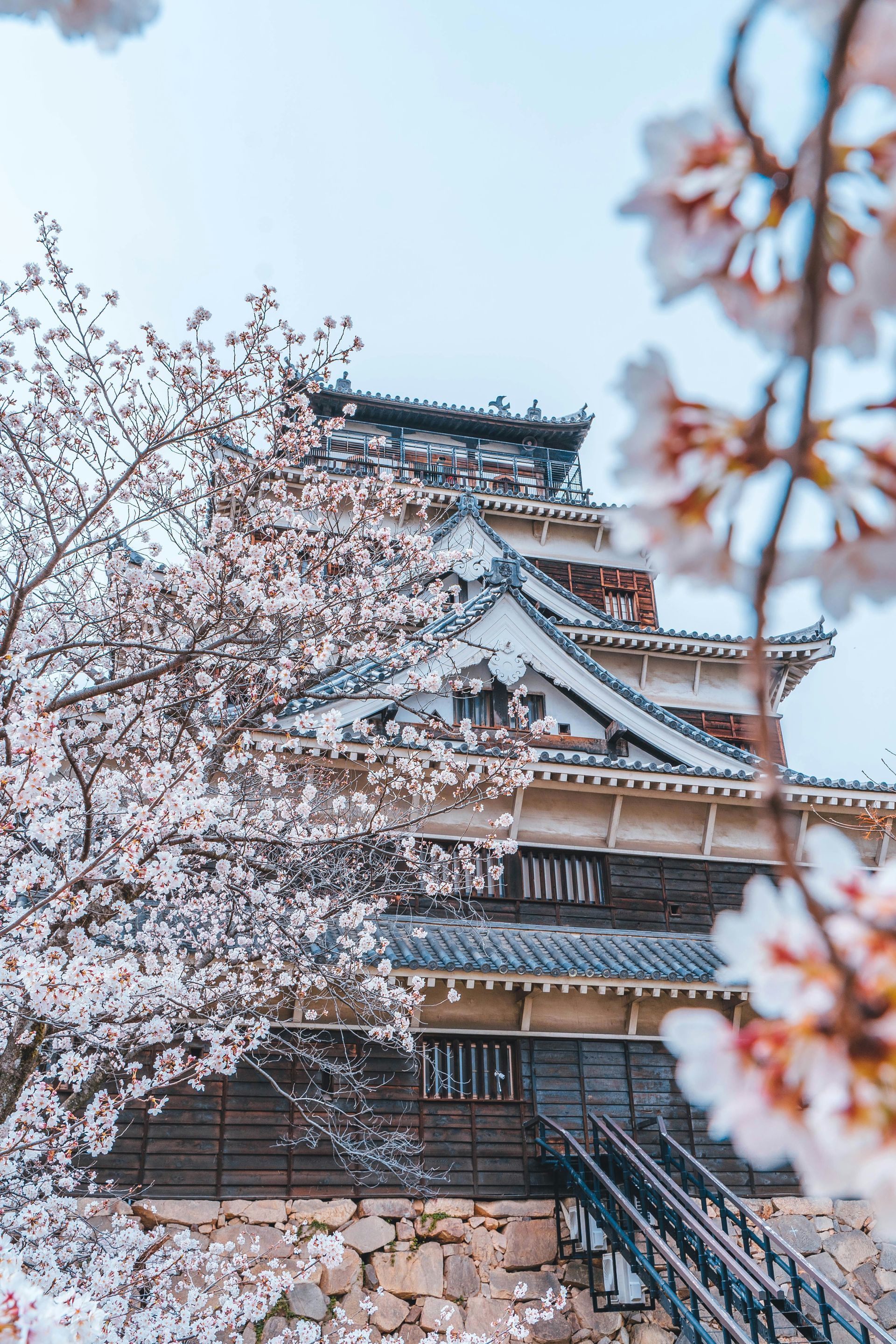 Japanese castle with cherry blossoms in full bloom; pink and white flowers in Hiroshima, Japan.