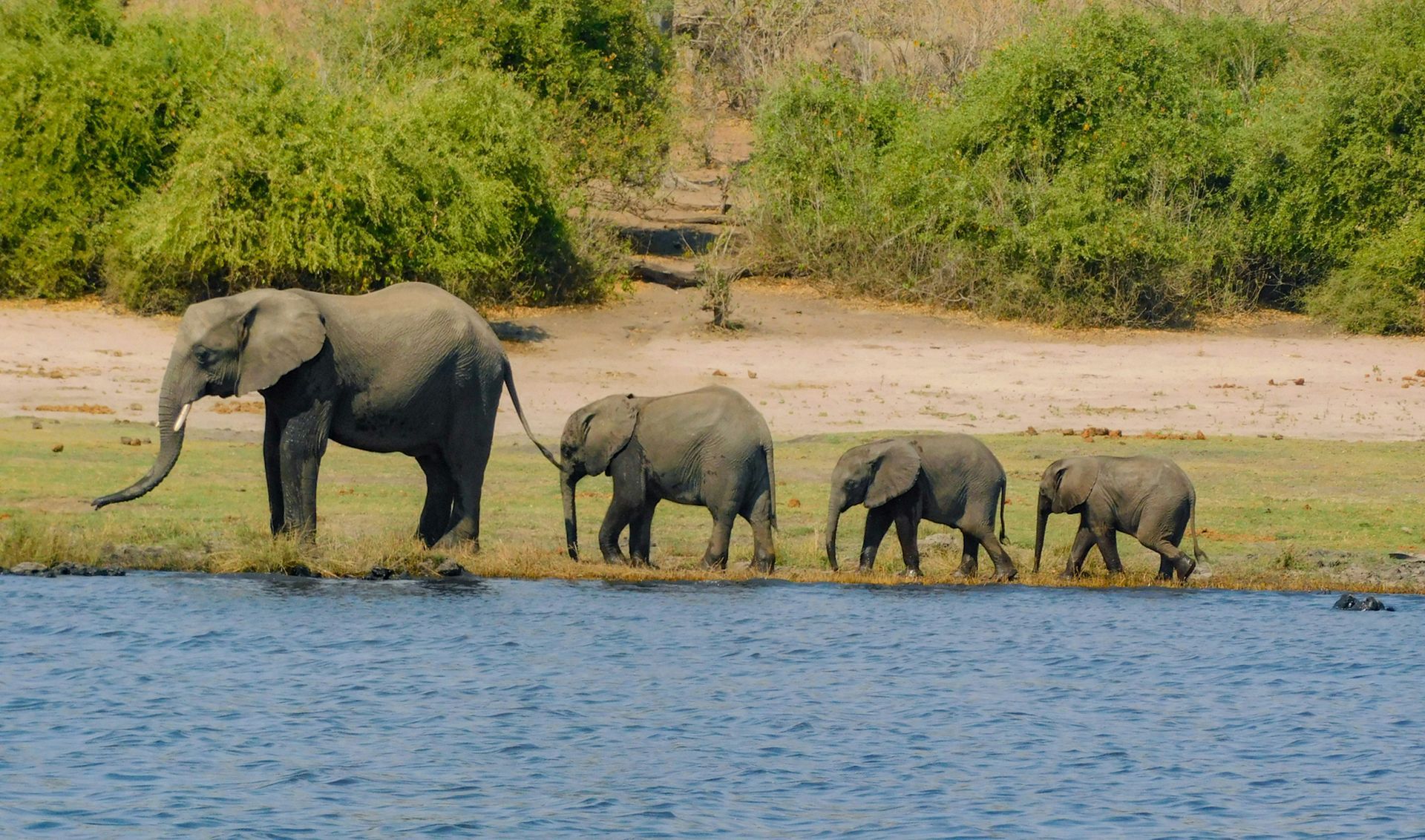 Elephants walking along a riverbank. One adult leads three smaller elephants in Botswana.