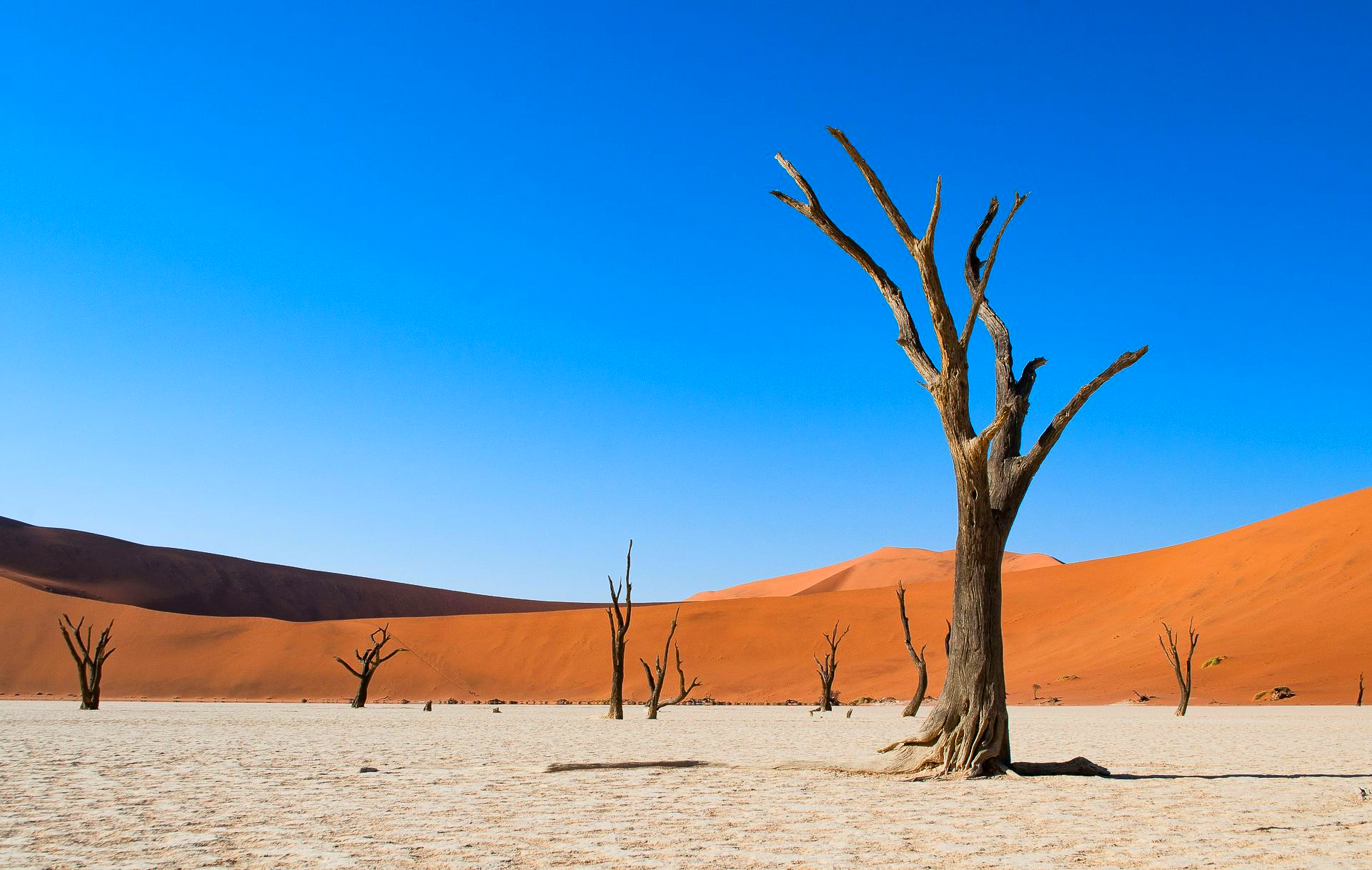 Dry, dead trees in the Namib Desert, Namibia, with orange sand dunes and a bright blue sky.