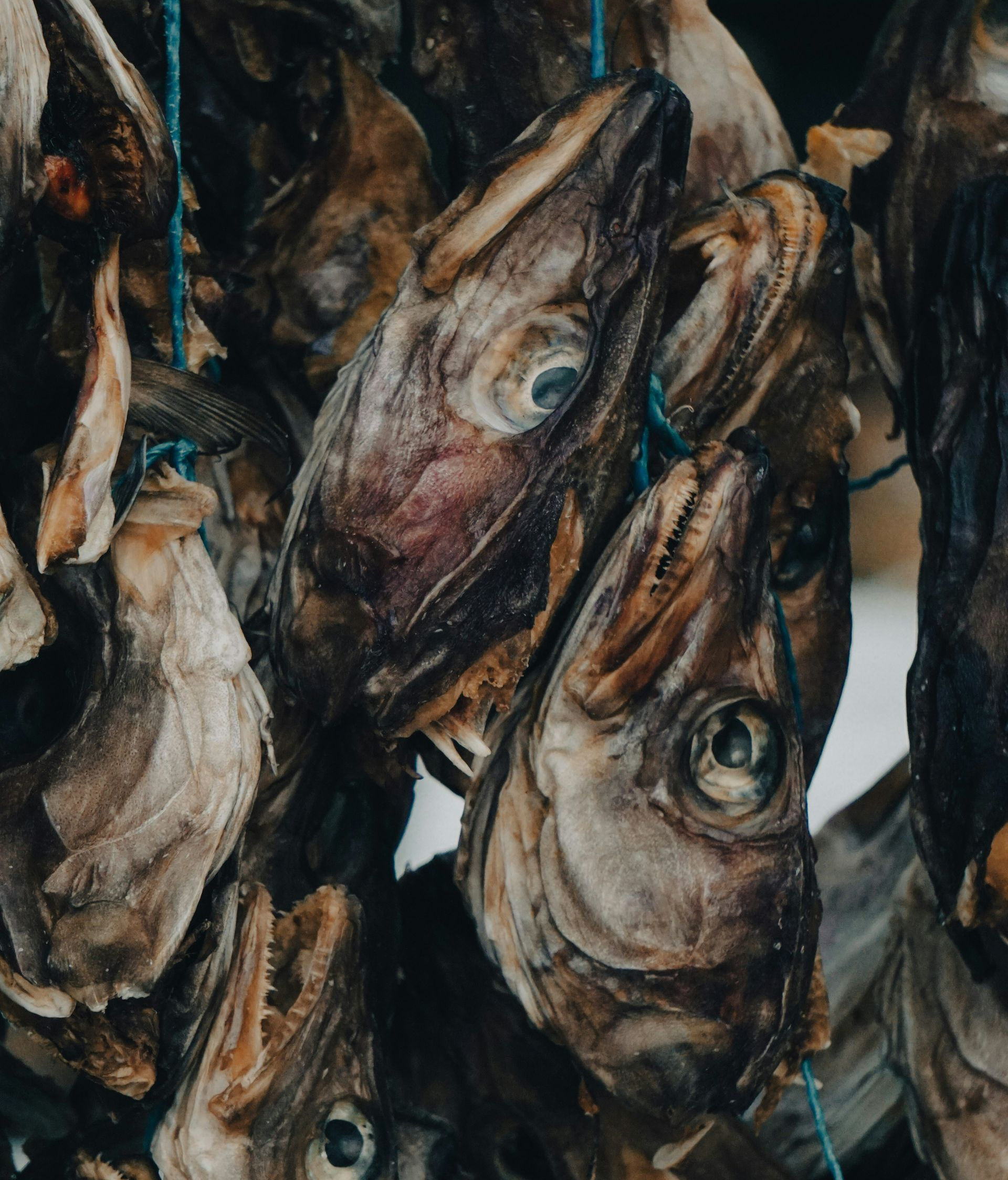 Traditional Harðfiskur (Dried fish heads) hanging on a blue string, close-up in Iceland.