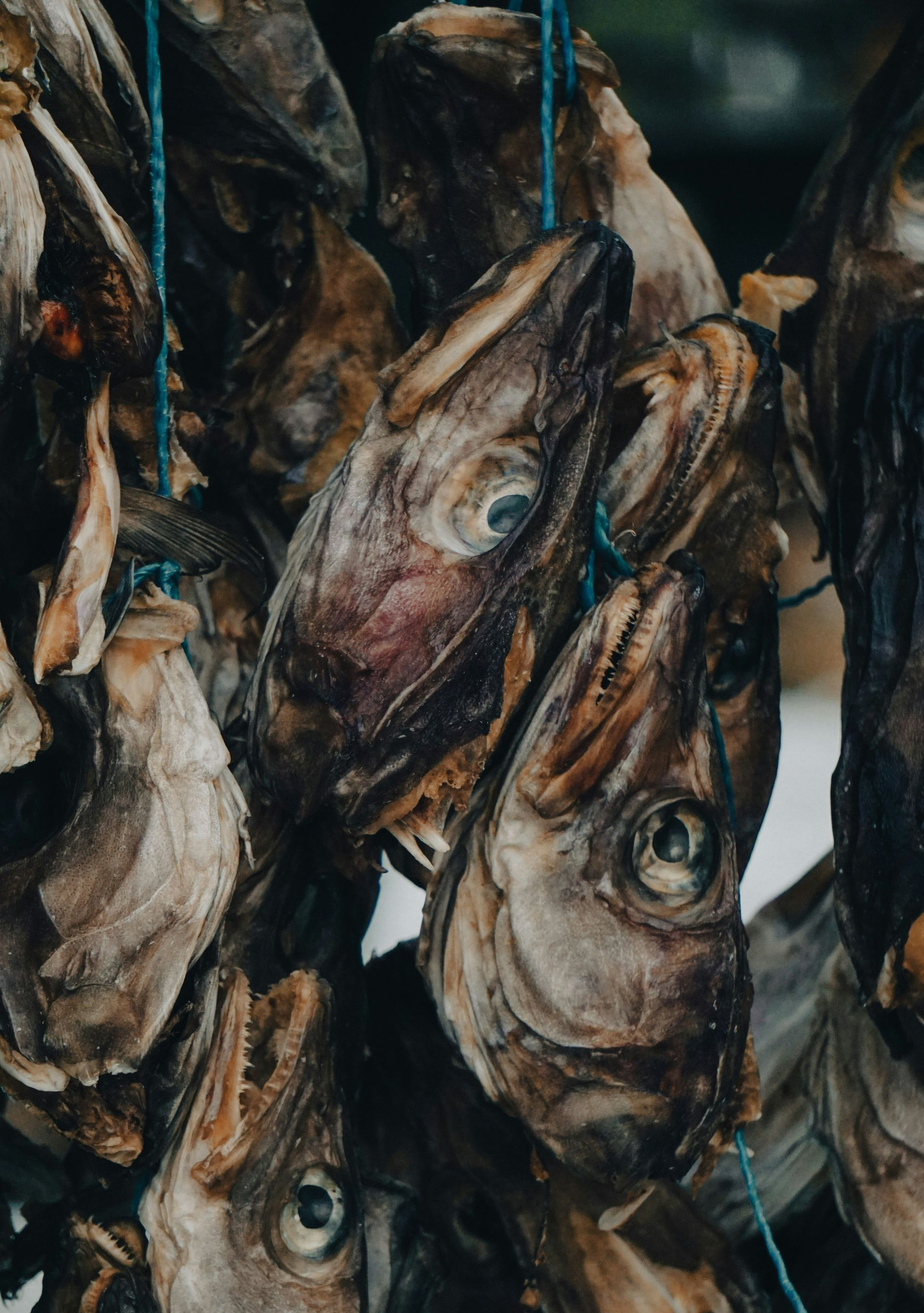 Traditional Harðfiskur (Dried fish heads) hanging on a blue string, close-up in Iceland.