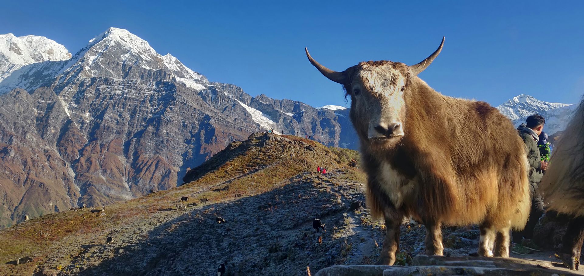 A yak stands on a rocky ridge with snow-capped mountains in Annapurna, Nepal.
