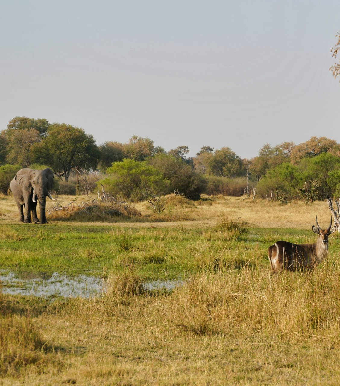 Elephant and waterbuck grazing in Chobe National Park with trees and water in the background in Botswana.
