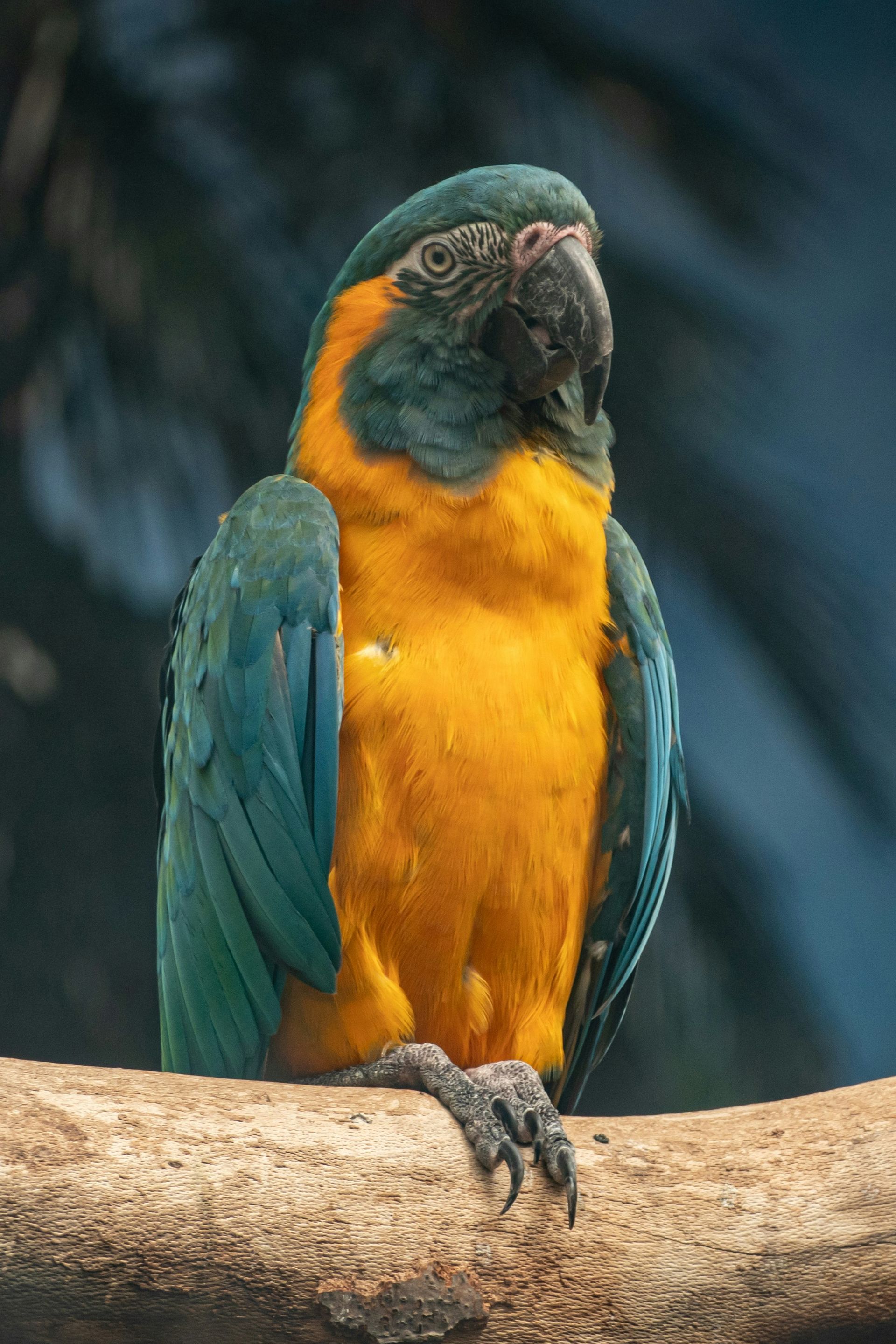 A colorful parrot is perched on a tree branch in the Amazon Rainforest of Peru.