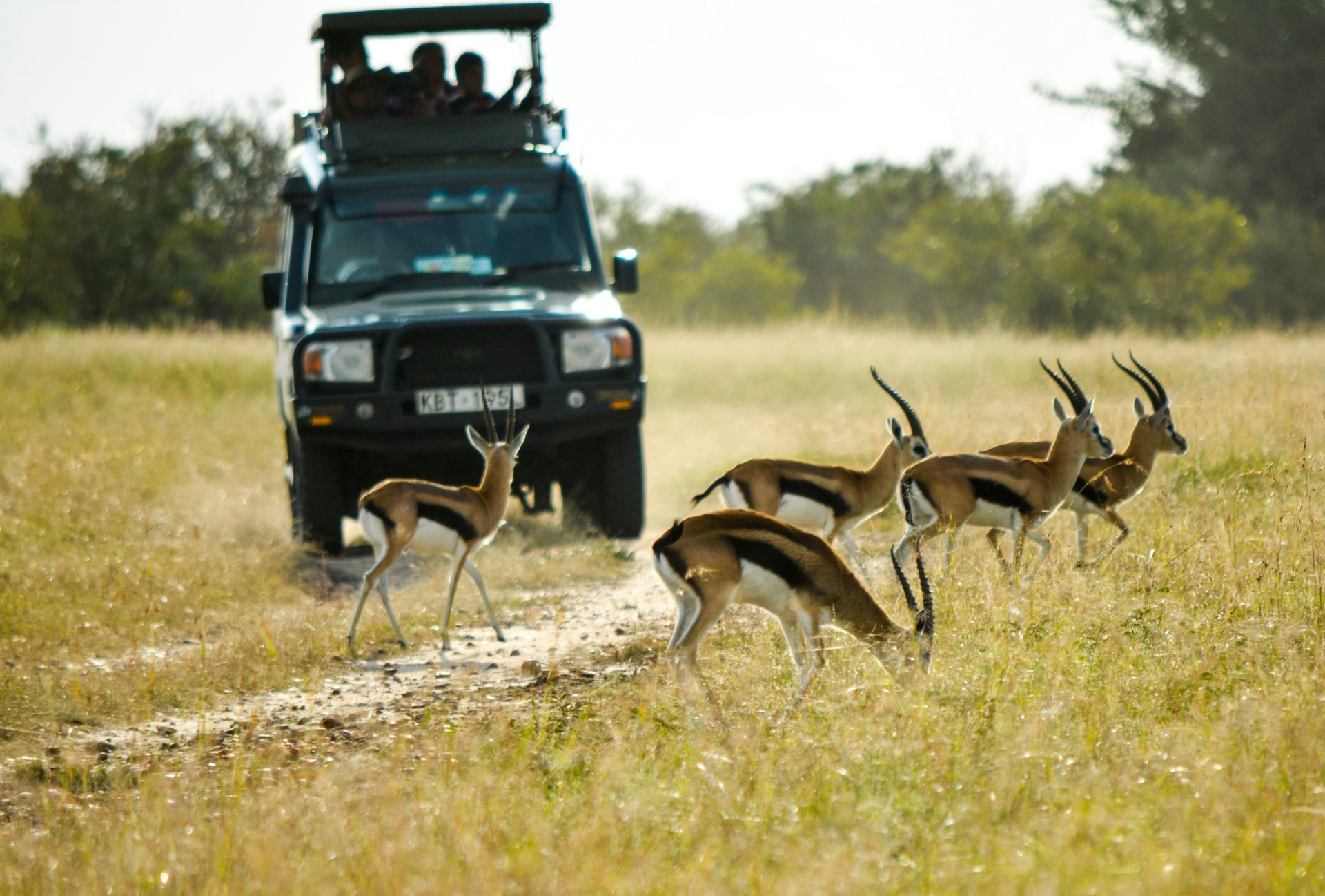 Safari vehicle approaching gazelles grazing in a grassy field in Chobe National Park, Botswana.