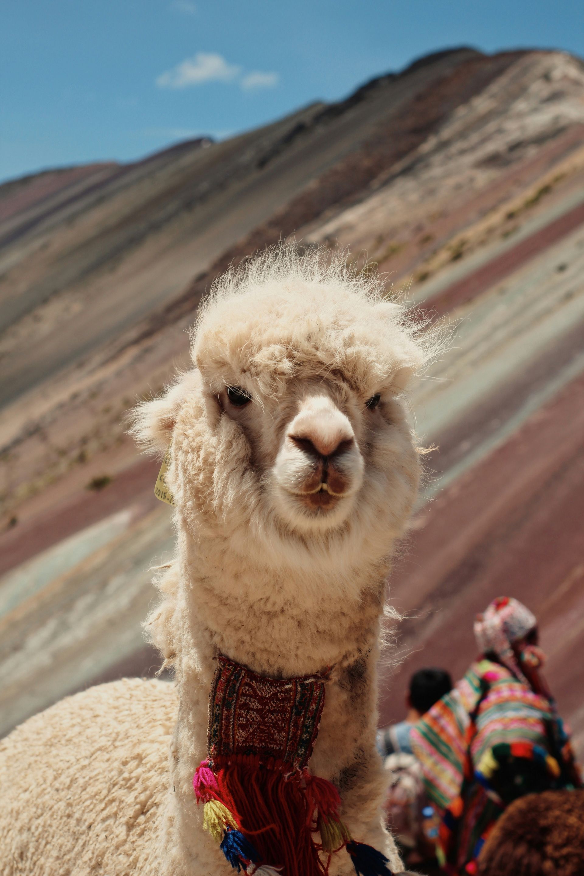 A white alpaca is standing on top of the rainbow mountains of Vinicunca, Peru.