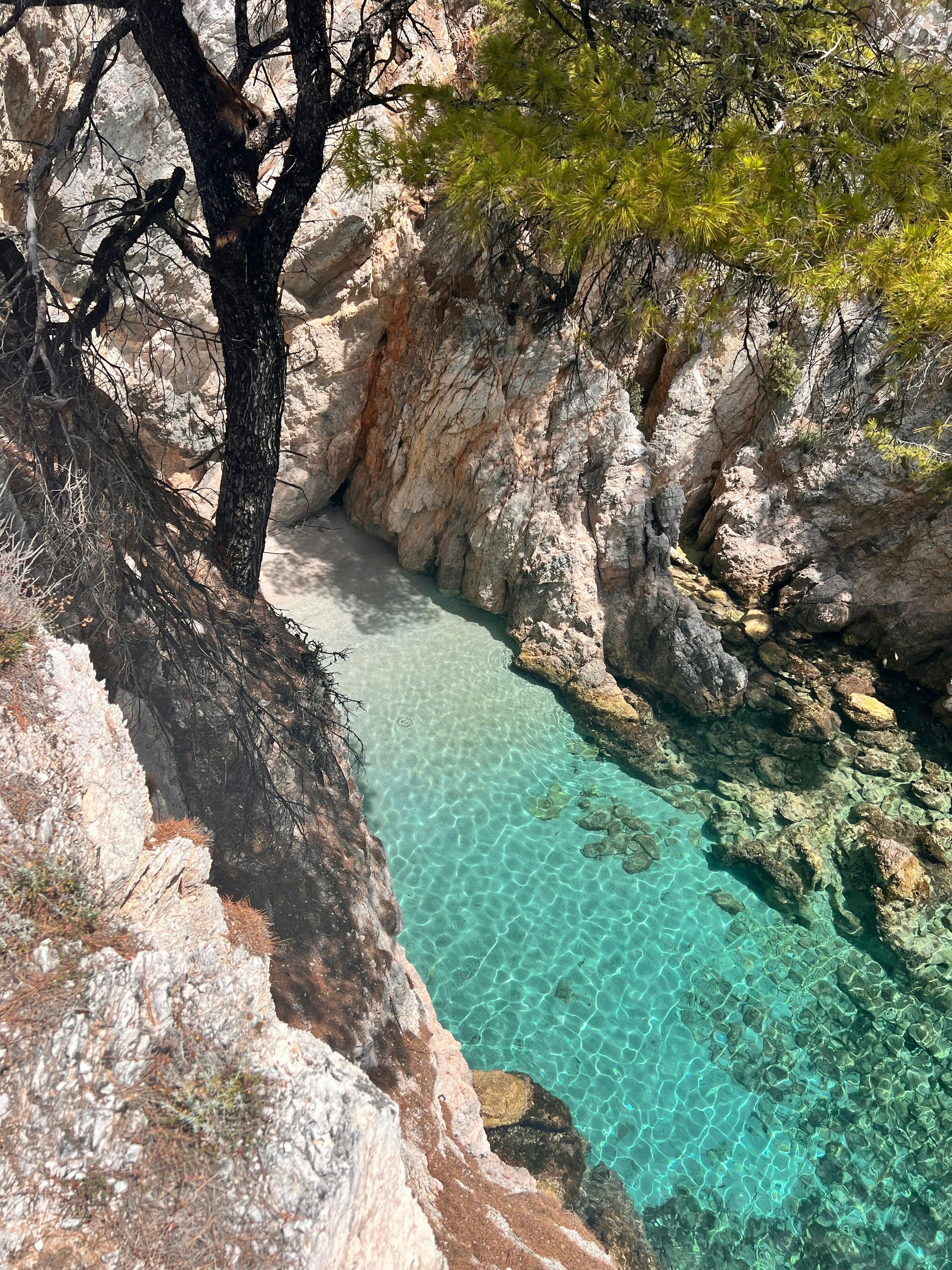 A tree is standing next to a body of water surrounded by rocks in Skopelos, Greece.