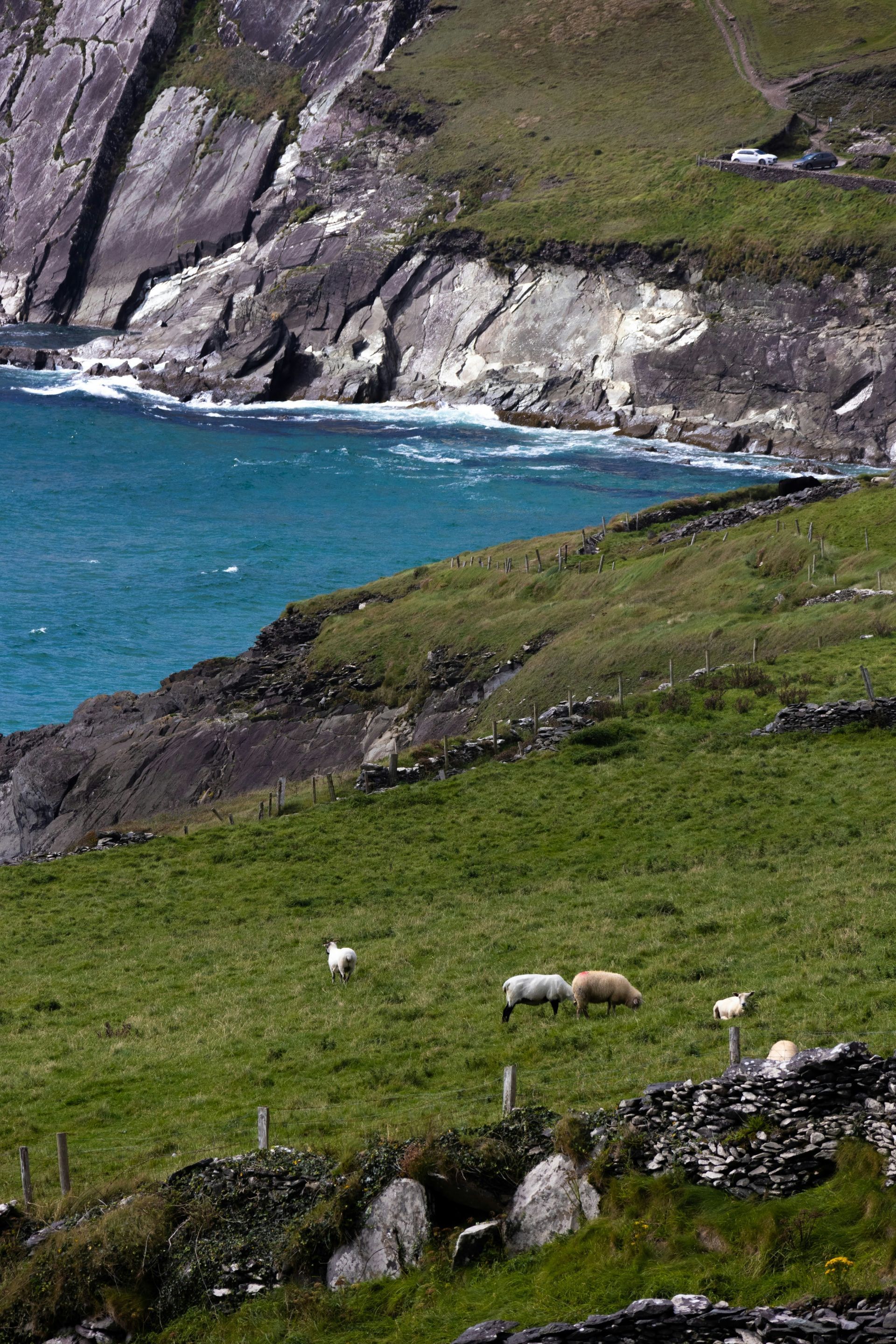 Green hillside with grazing sheep overlooking a blue ocean, rocky cliffs in the background on the Dingle Peninsula, Ireland.