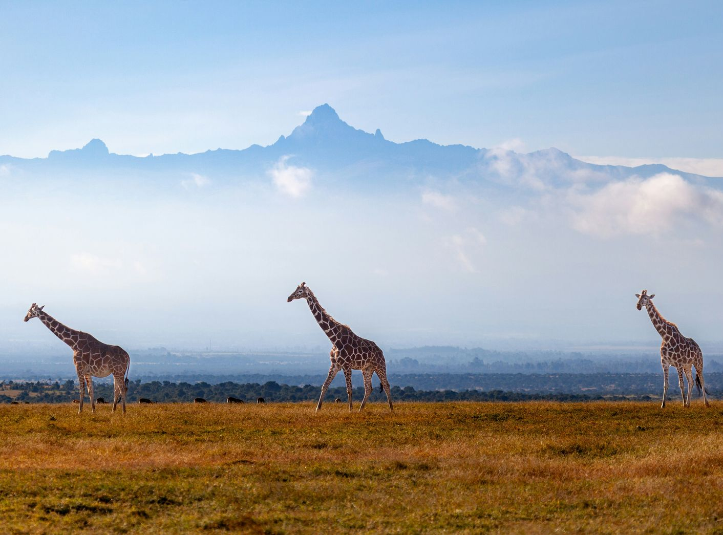 Three giraffes walk across a savanna with the hazy Mount Kenya in the background.
