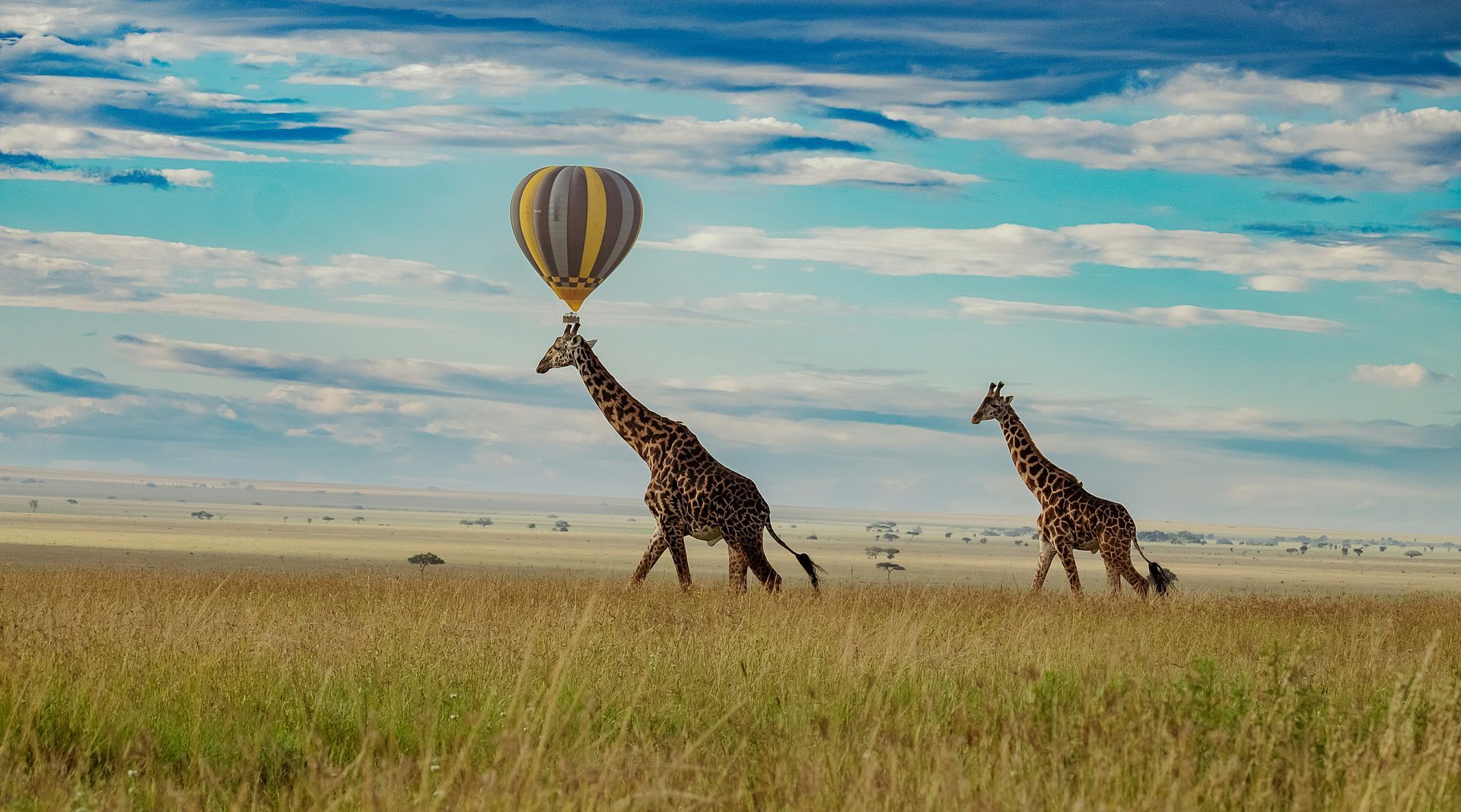 Two giraffes are walking in a field with a hot air balloon in the background in Serengeti, Tanzania.