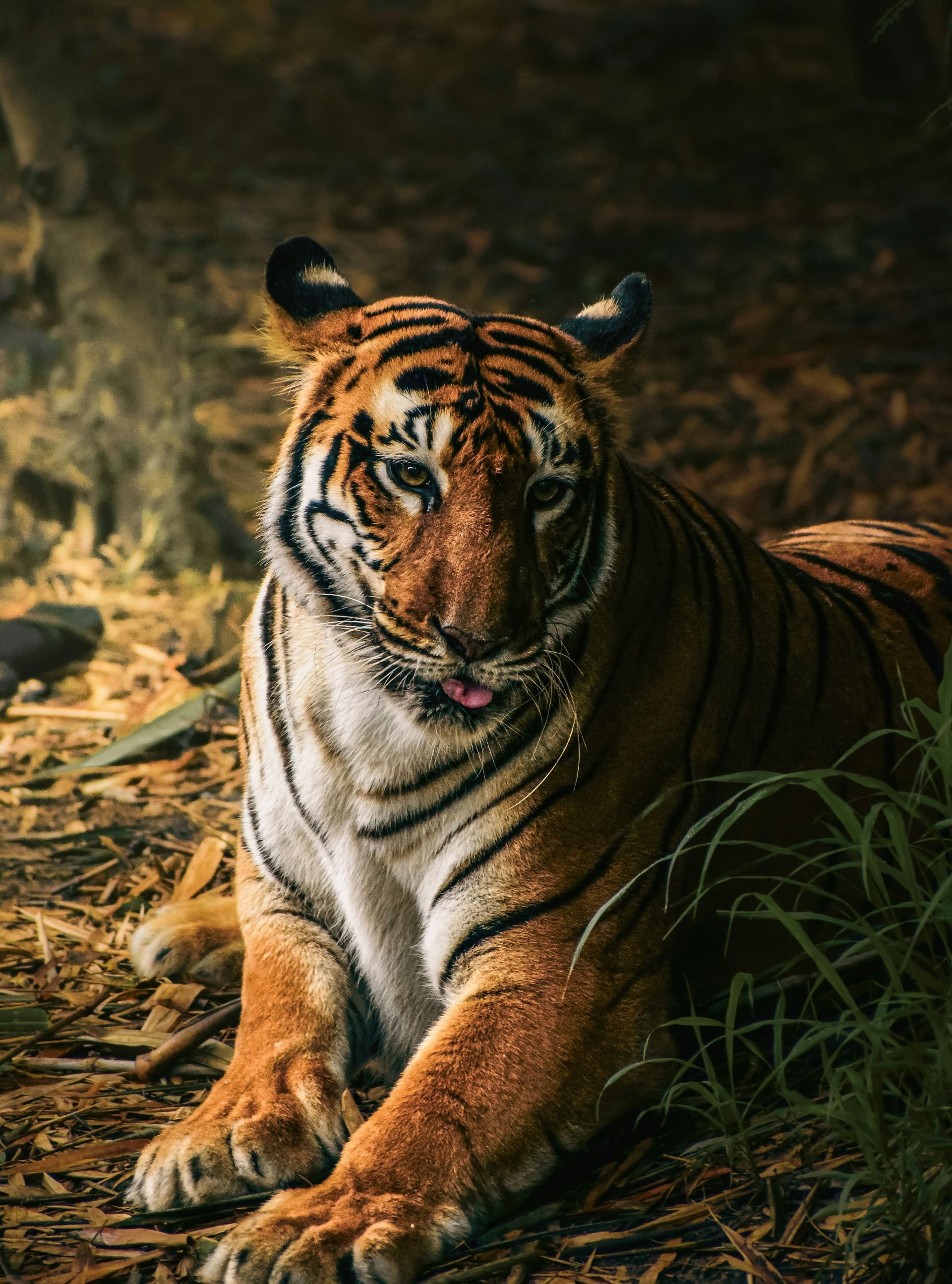 Tiger resting in a shaded forest setting, orange and black stripes at Chitwan National Park, Nepal.