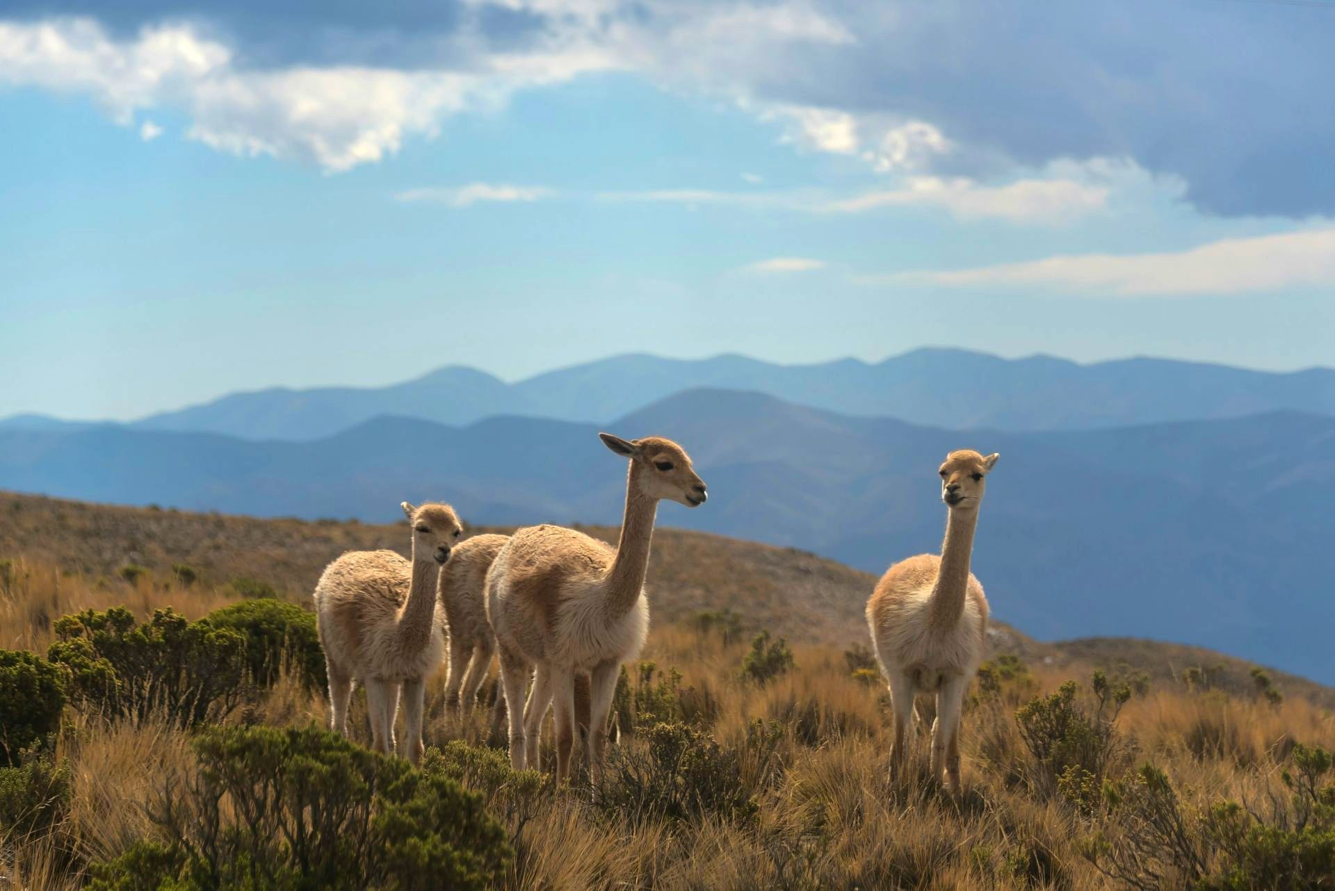 A group of vicuñas standing on a hillside, looking out at a mountain range under a blue sky in Patagonia, Argentina.