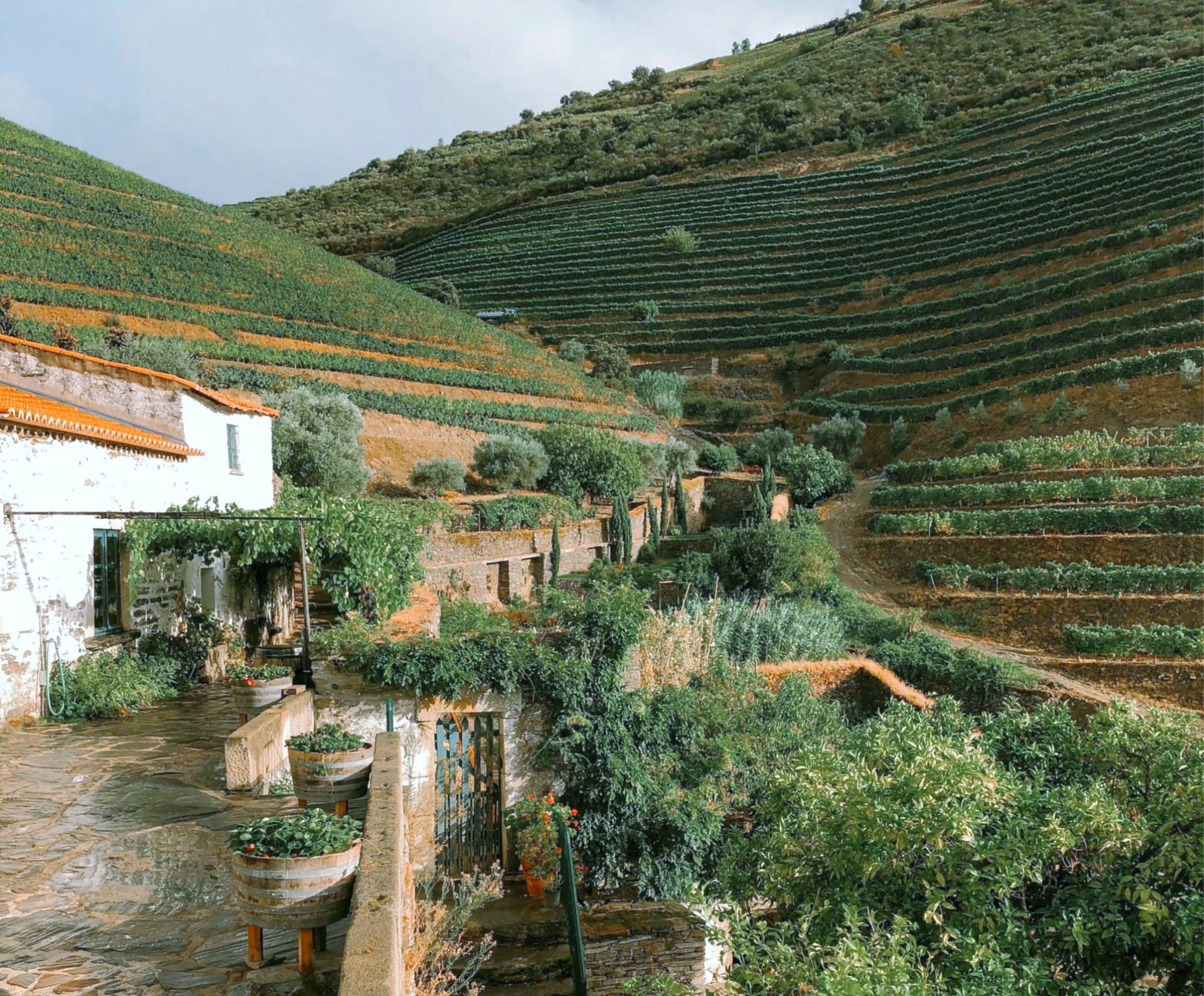 Hillside vineyards and rustic buildings in a lush, green landscape in the Douro River Valley, Portugal.