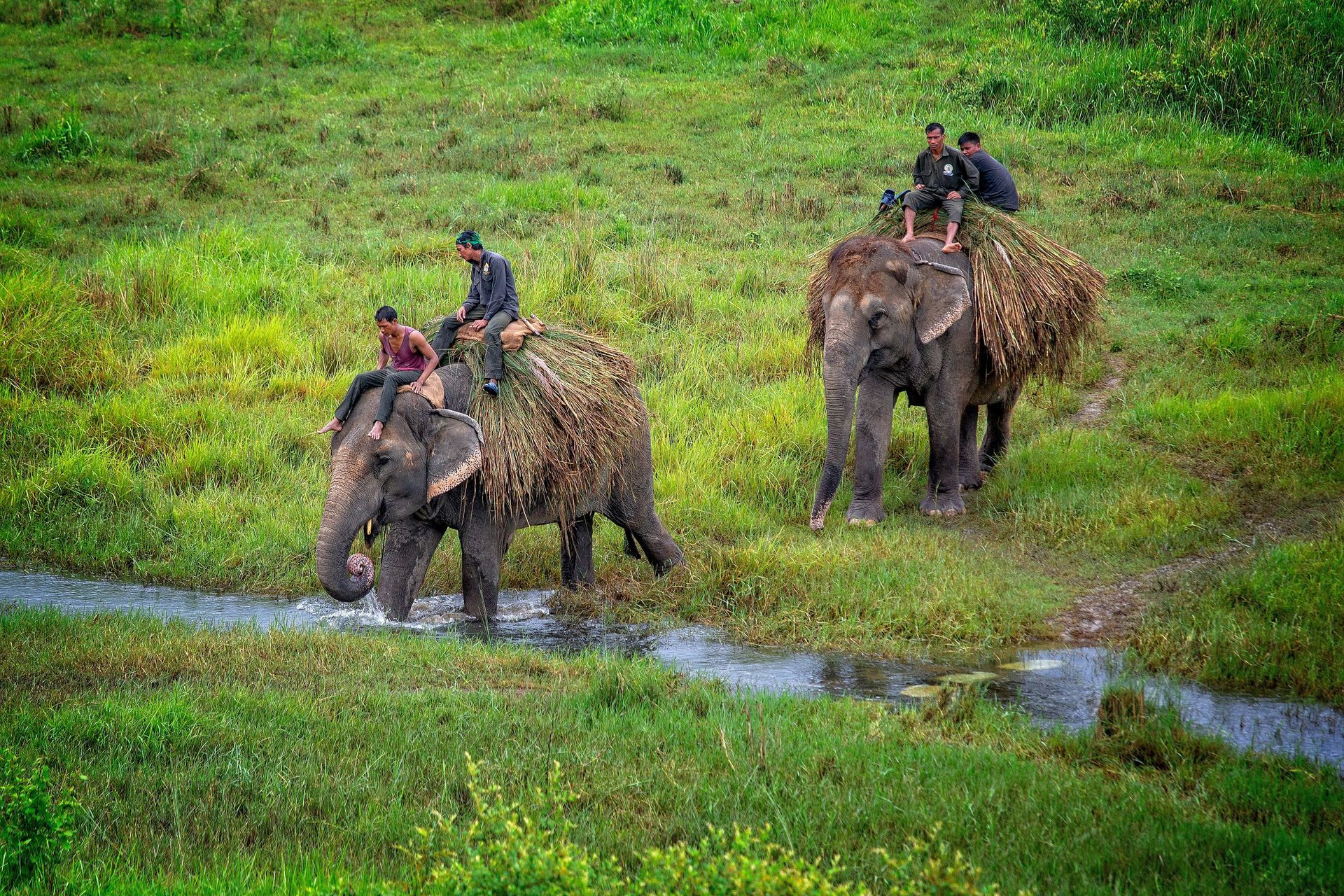 Two people riding elephants through water and bundles of vegetation at Chitwan National Park, Nepal.